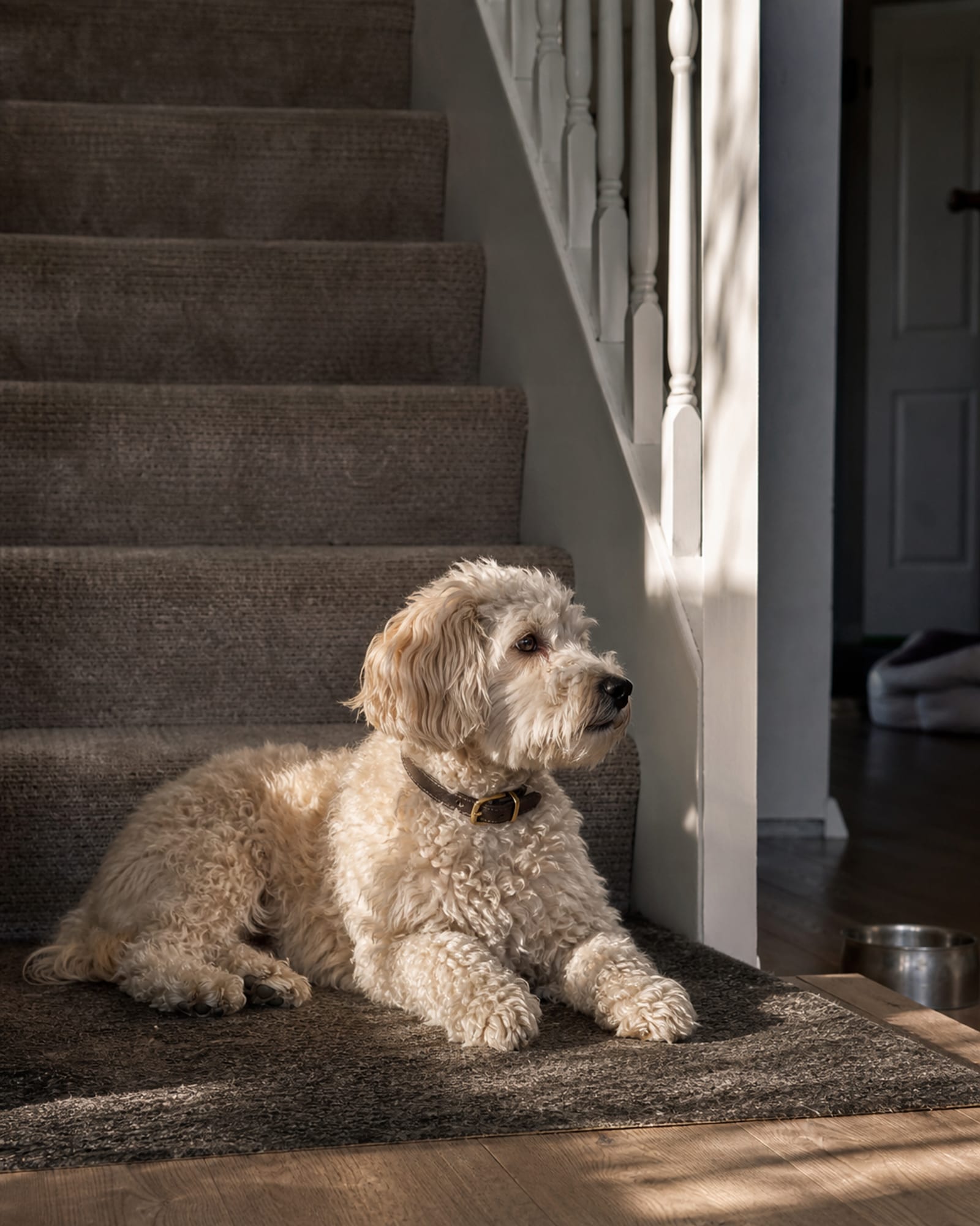 A dog lying along the foot of a staircase, banister rising, in Dundalk, MD