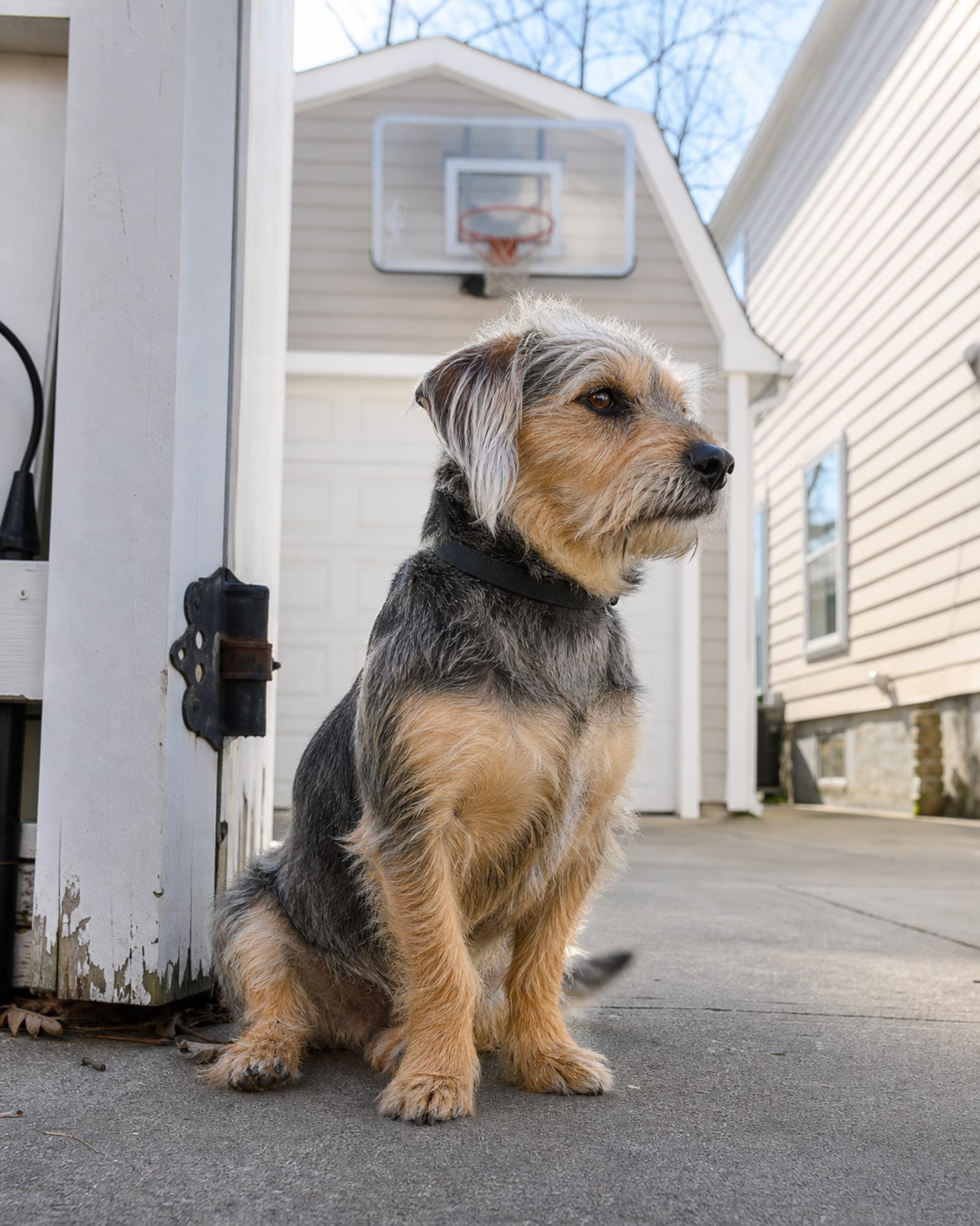 A dog sitting beside a gatepost, upright and calm, in Dundalk, MD