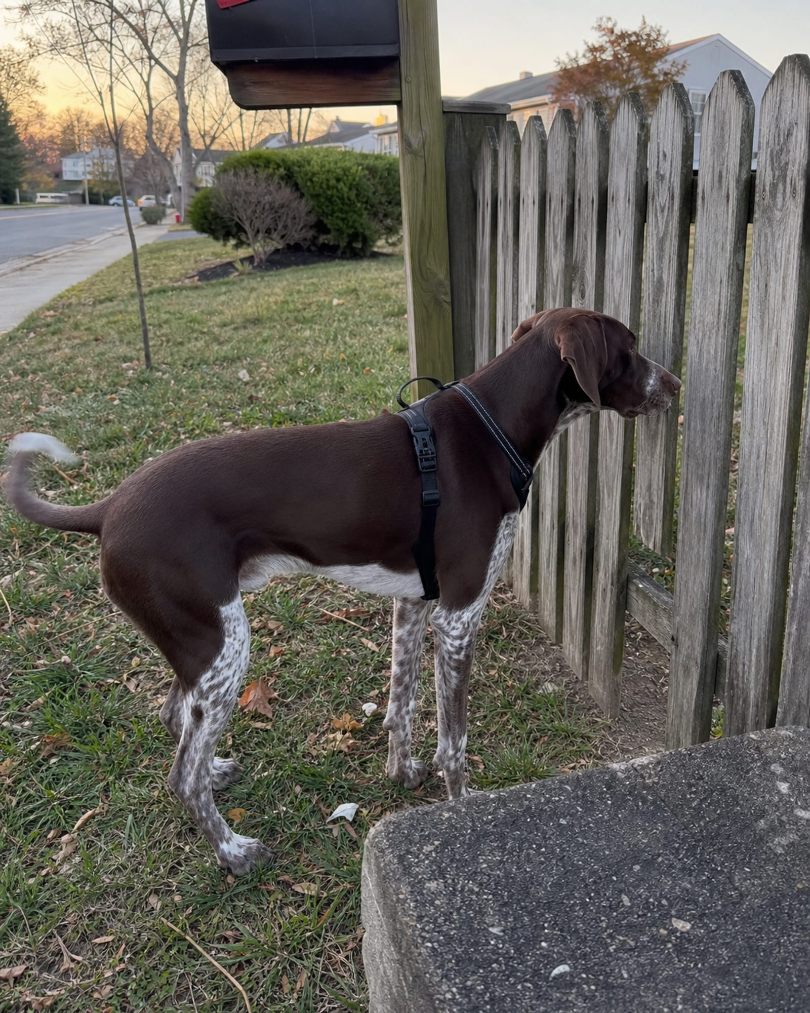 A dog standing beside a fence line, nose to a gap, in Dundalk, MD