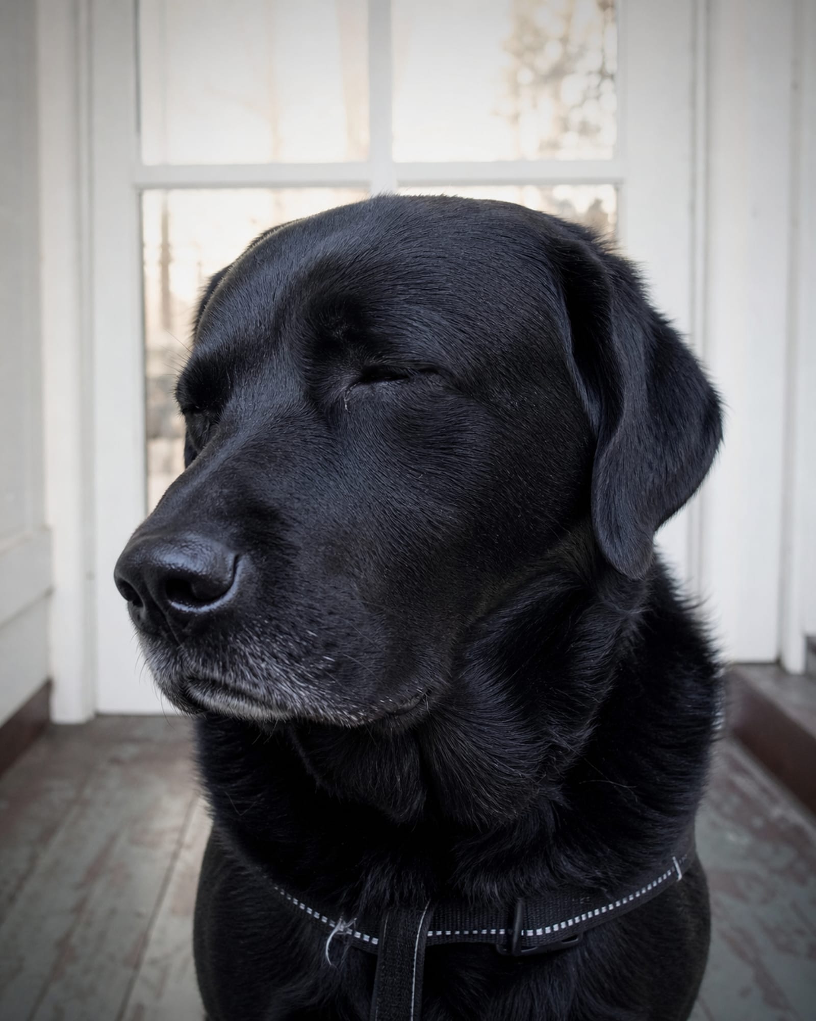 A close vertical of a dog blinking slowly, relaxed