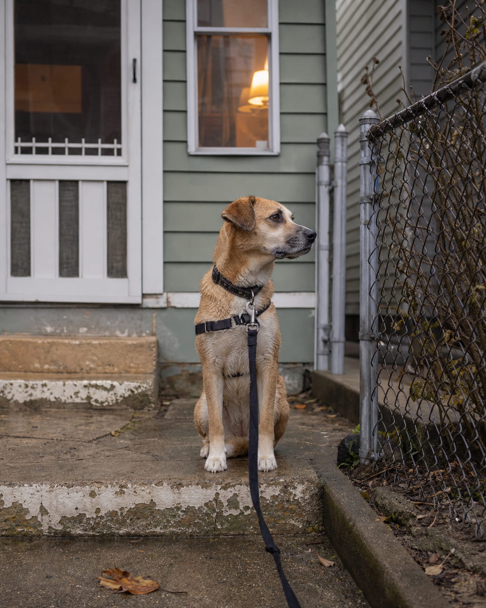 A dog sitting on a stoop watching the street
