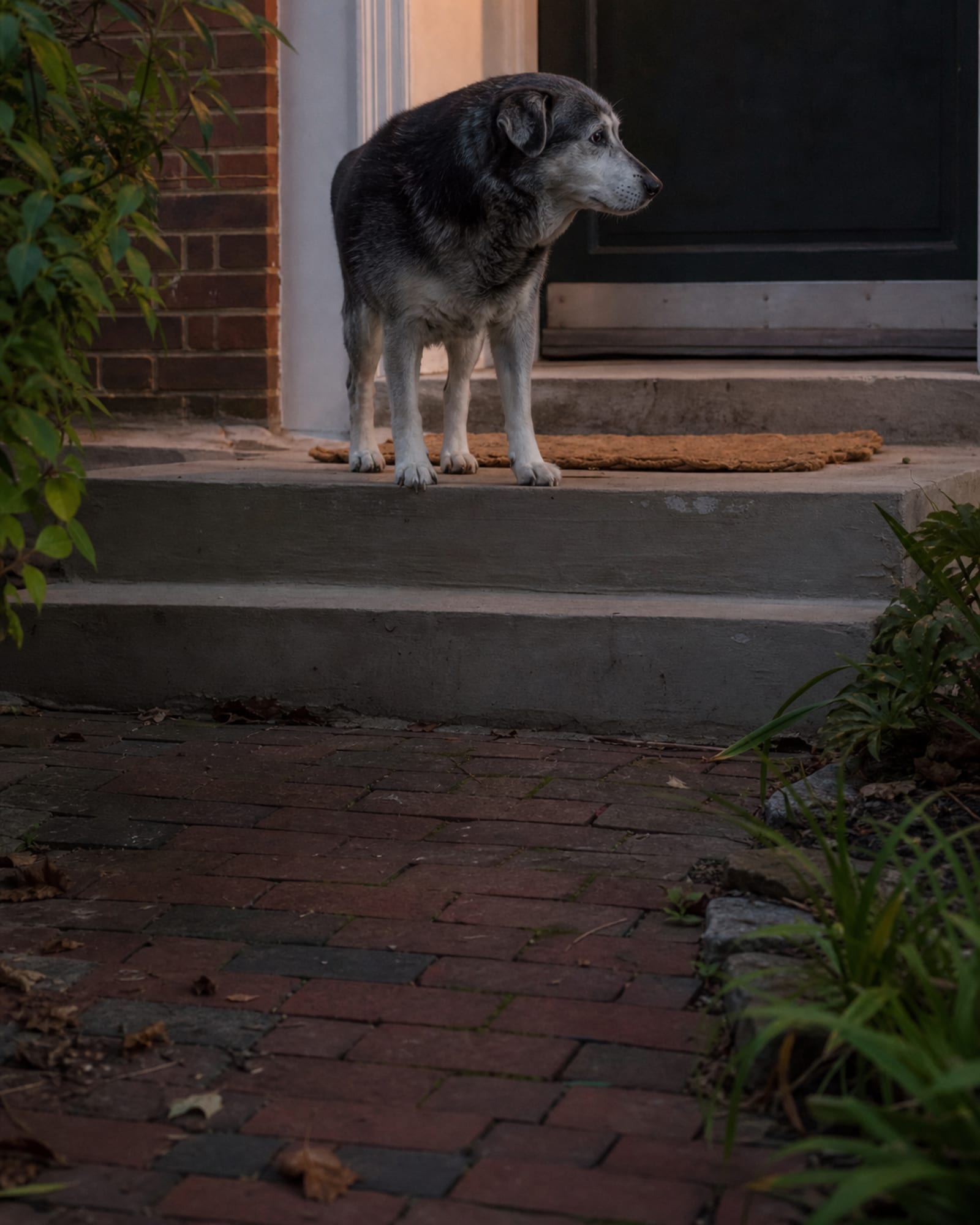 A dog standing at the top of a short flight of steps