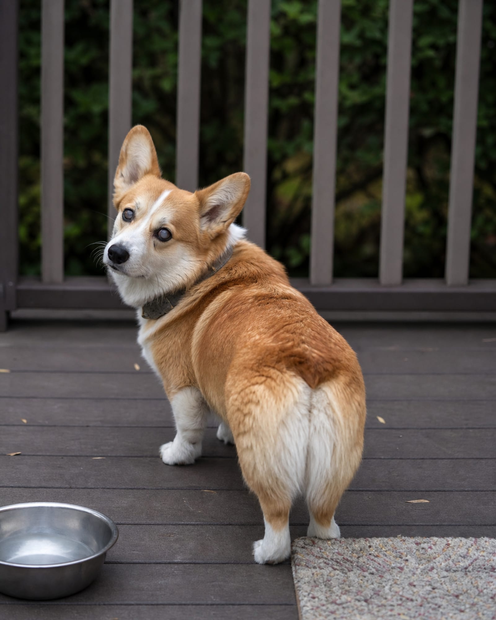 A dog's head turned back over its shoulder toward camera