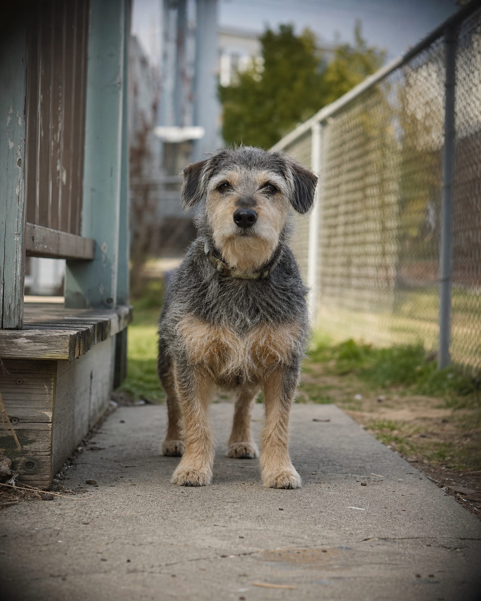 A dog standing square and settled, seen full body from the front, head up