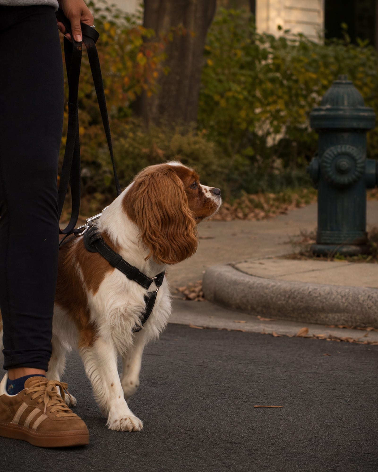 A dog walking at heel beside a handler's lower legs, both cropped at the knee