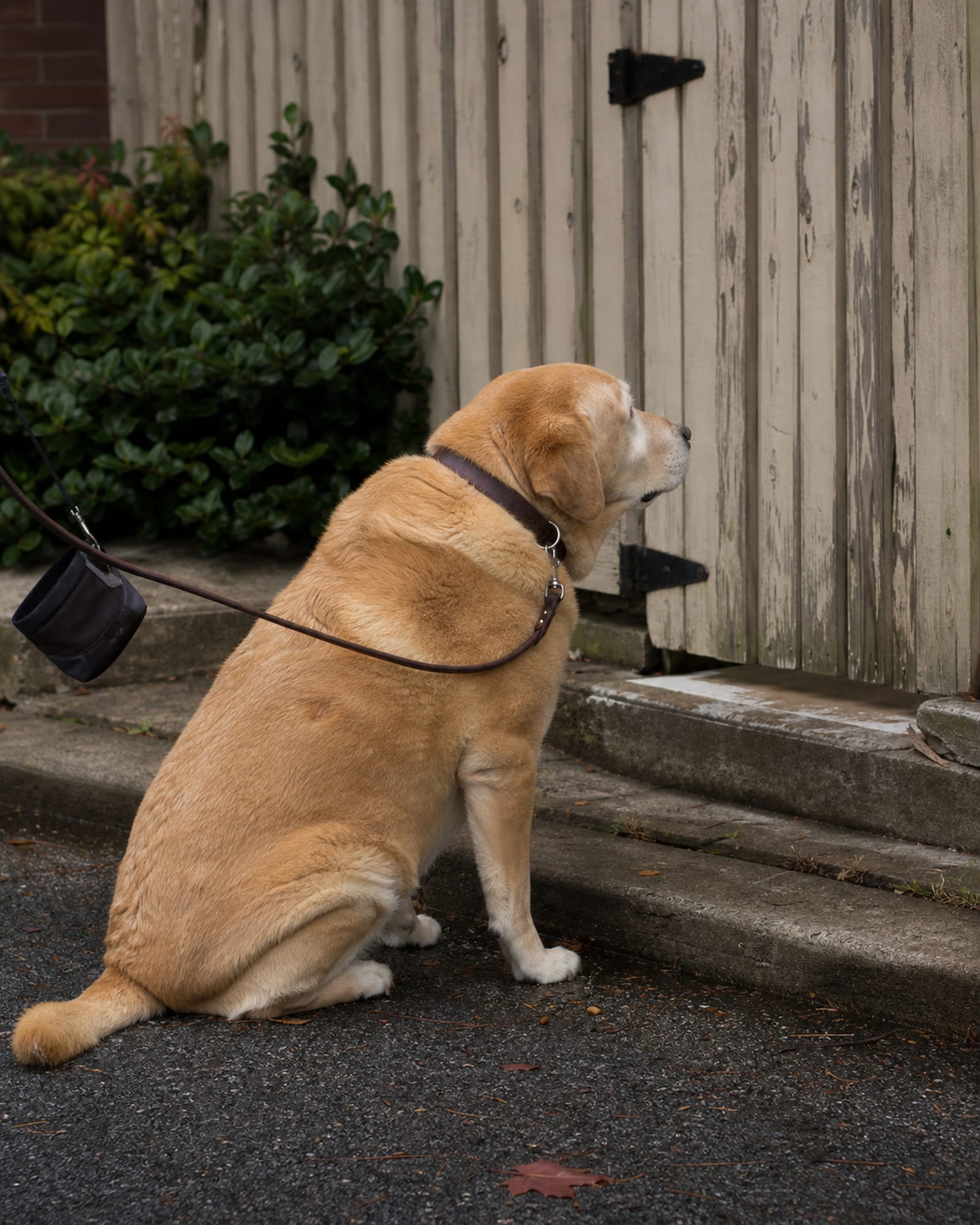 A dog sitting at a curb edge waiting to cross