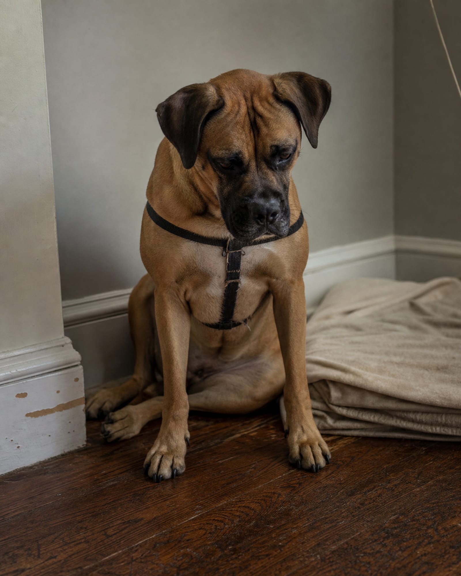 A dog sitting with its head lowered a fraction, watching hands out of frame