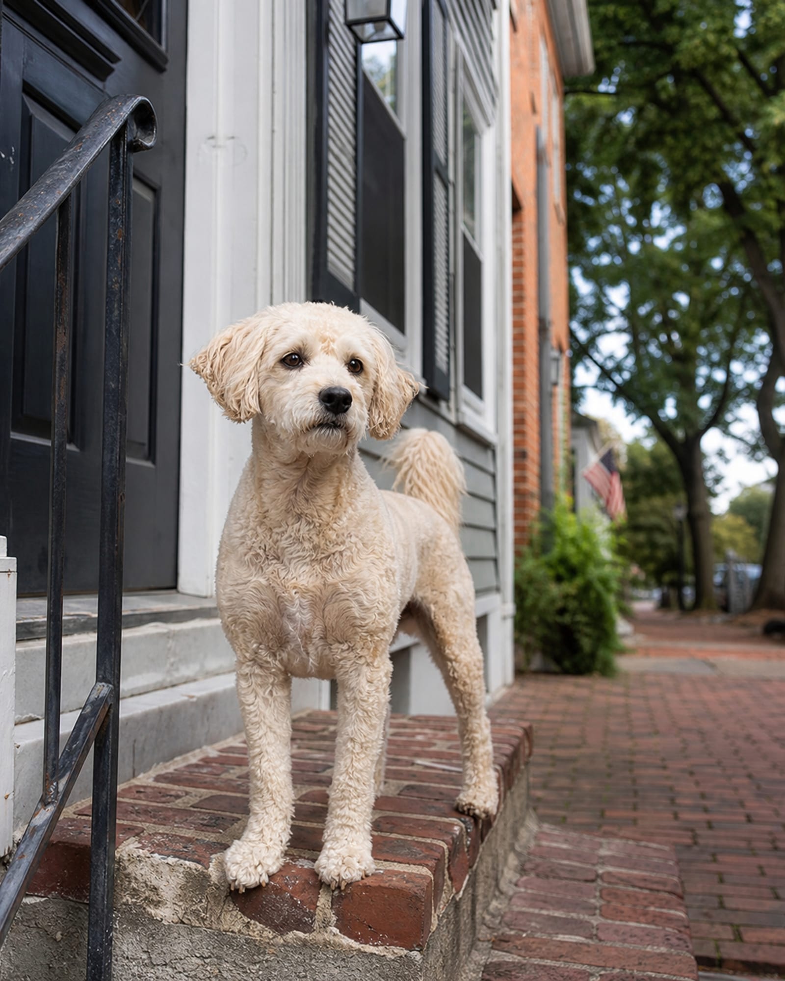 A dog standing on a low step so it fills the height of the frame, in Elkridge, MD