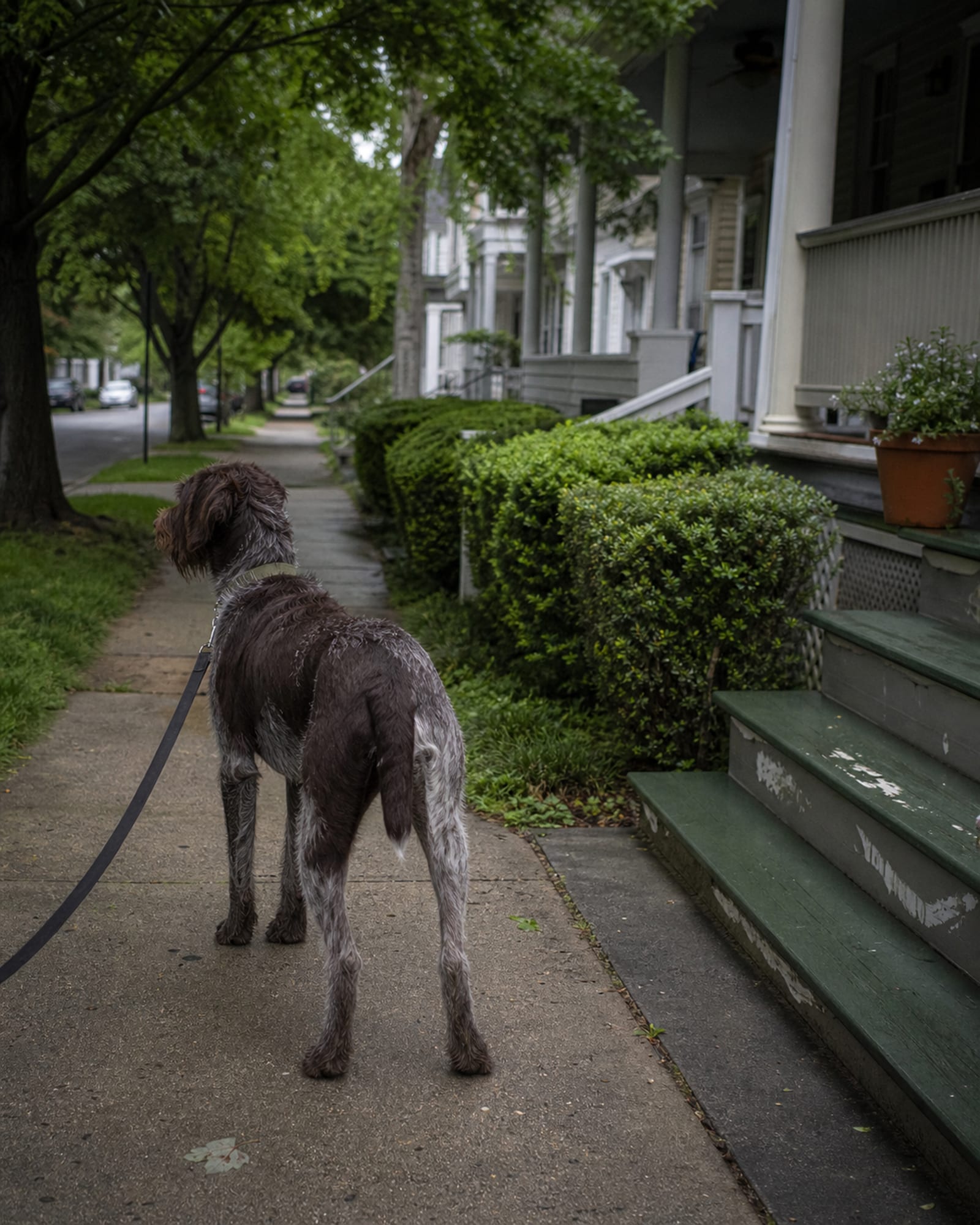 A dog standing on a sidewalk with the street receding behind it, in Elkridge, MD