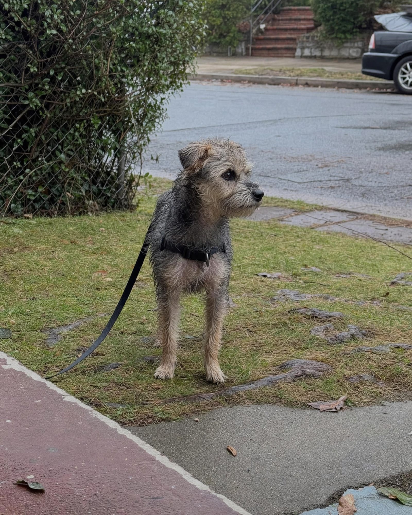 A dog in a stand stay with its lead slack on the ground beside it