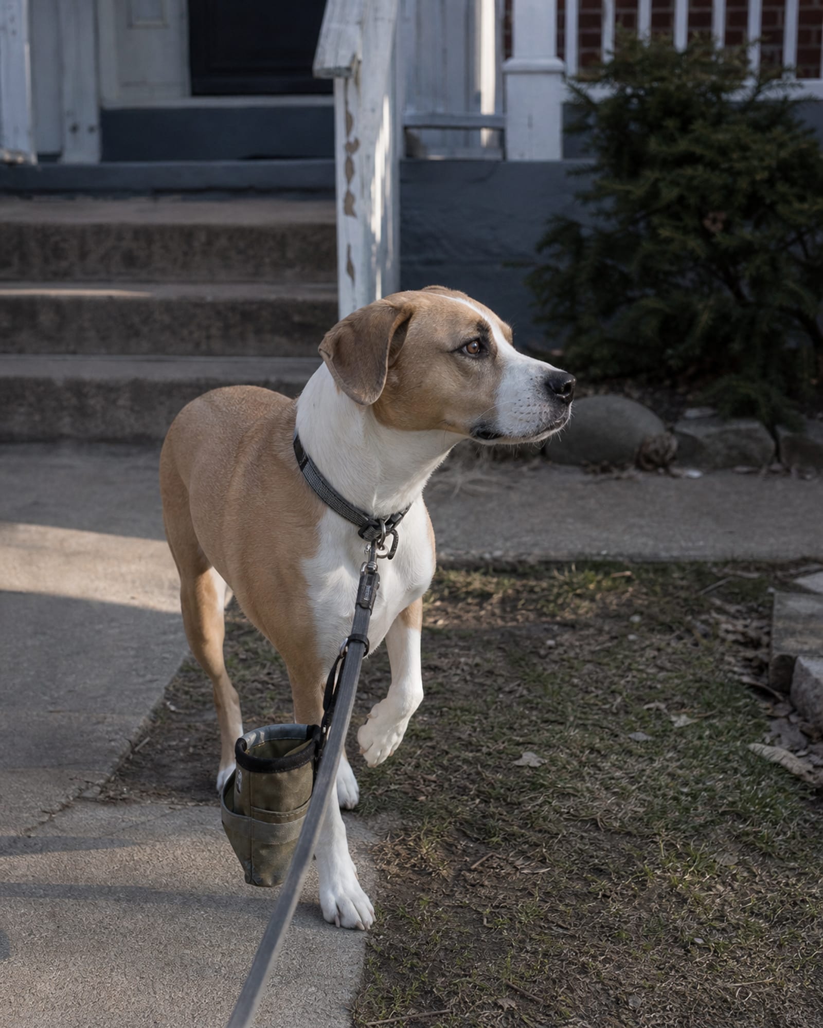 A dog pausing mid stride on a pavement, one paw lifted