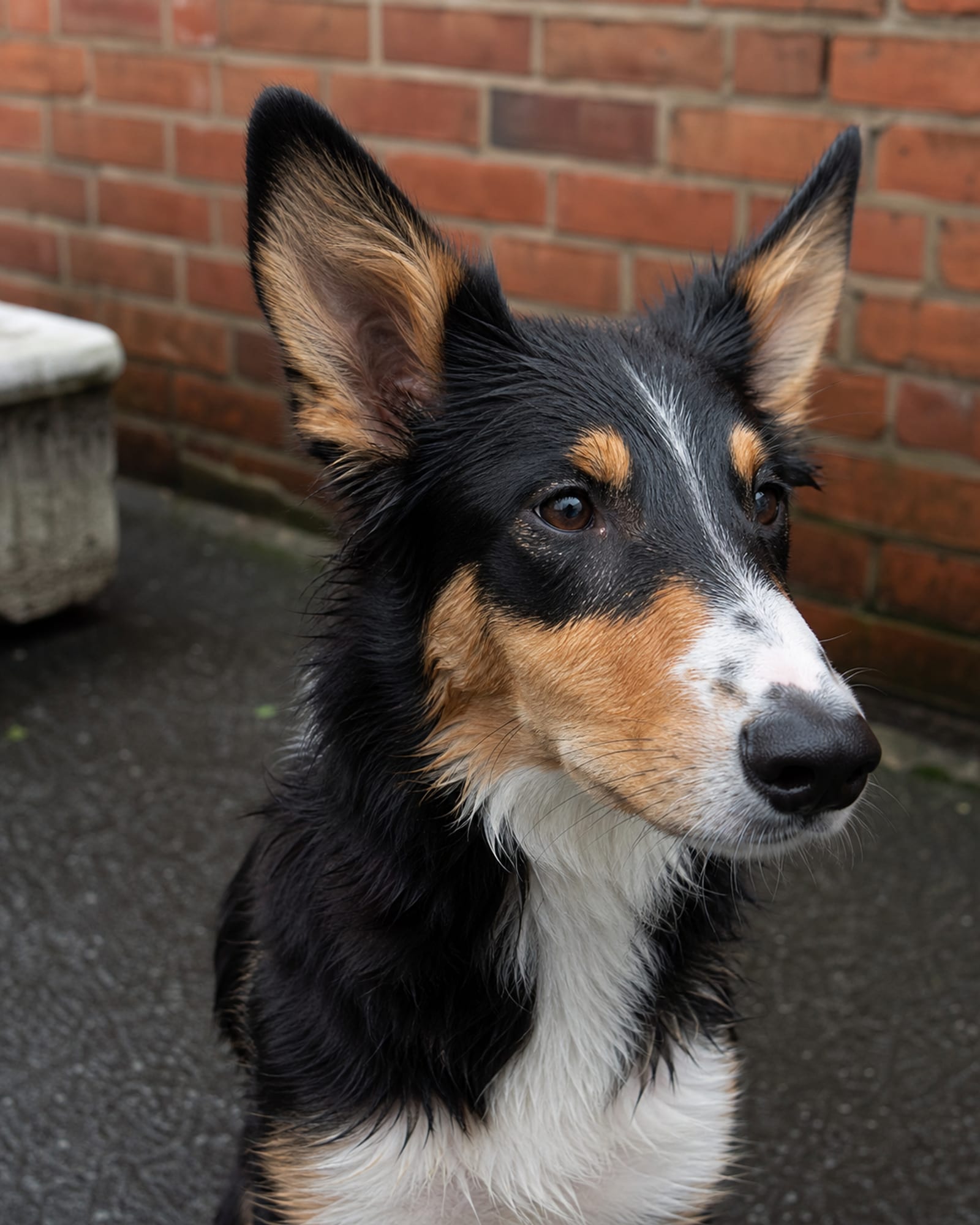 A young dog's head and oversized ears, close and vertical