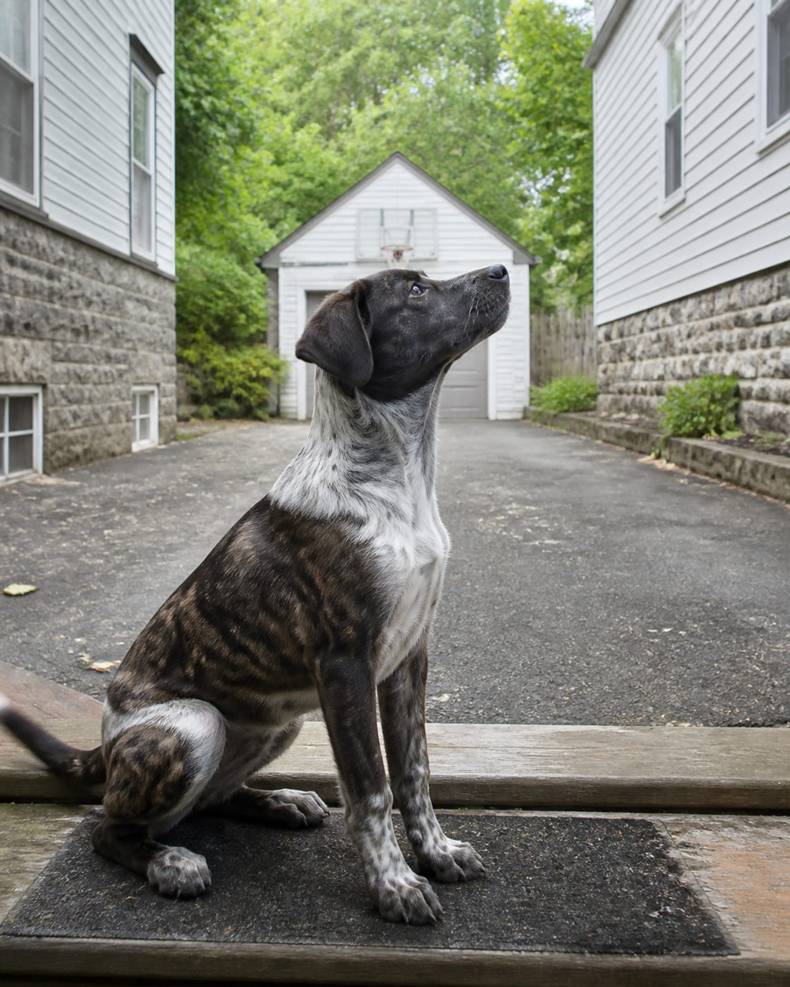 A dog sitting at the foot of steps, looking up out of frame, in Ellicott City, MD
