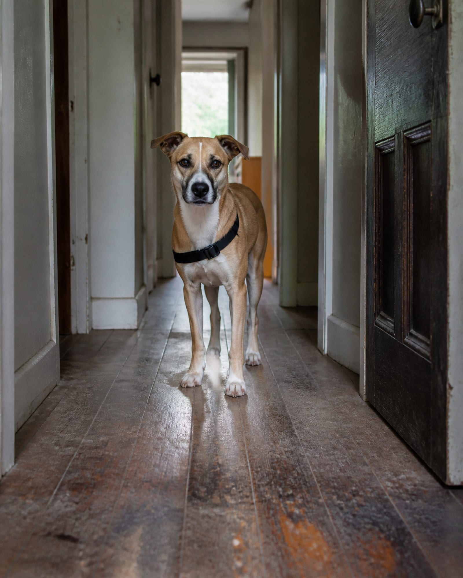 A dog standing in a hallway looking toward the camera, doors either side, in Ellicott City, MD