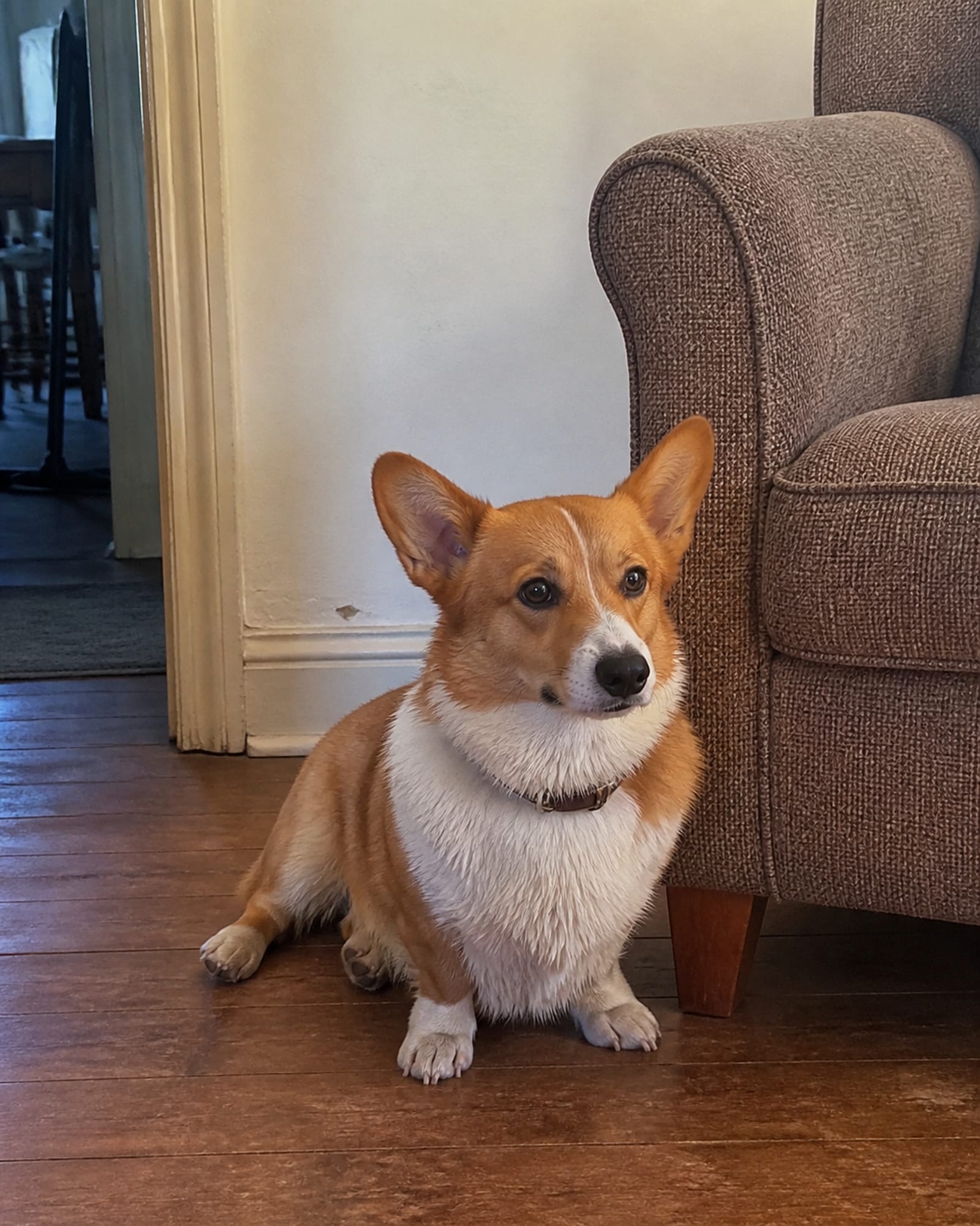 A dog sitting beside an armchair in an ordinary living room, in Essex, MD