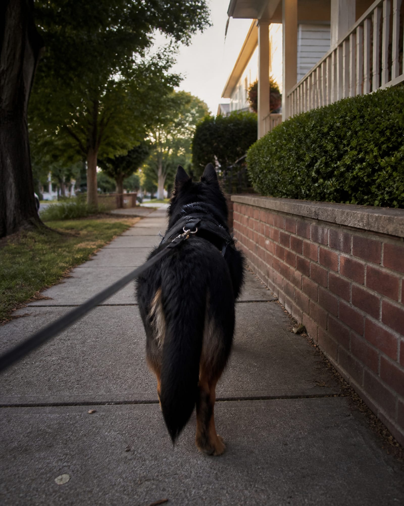A dog walking away from camera down a pavement, seen from behind, in Essex, MD