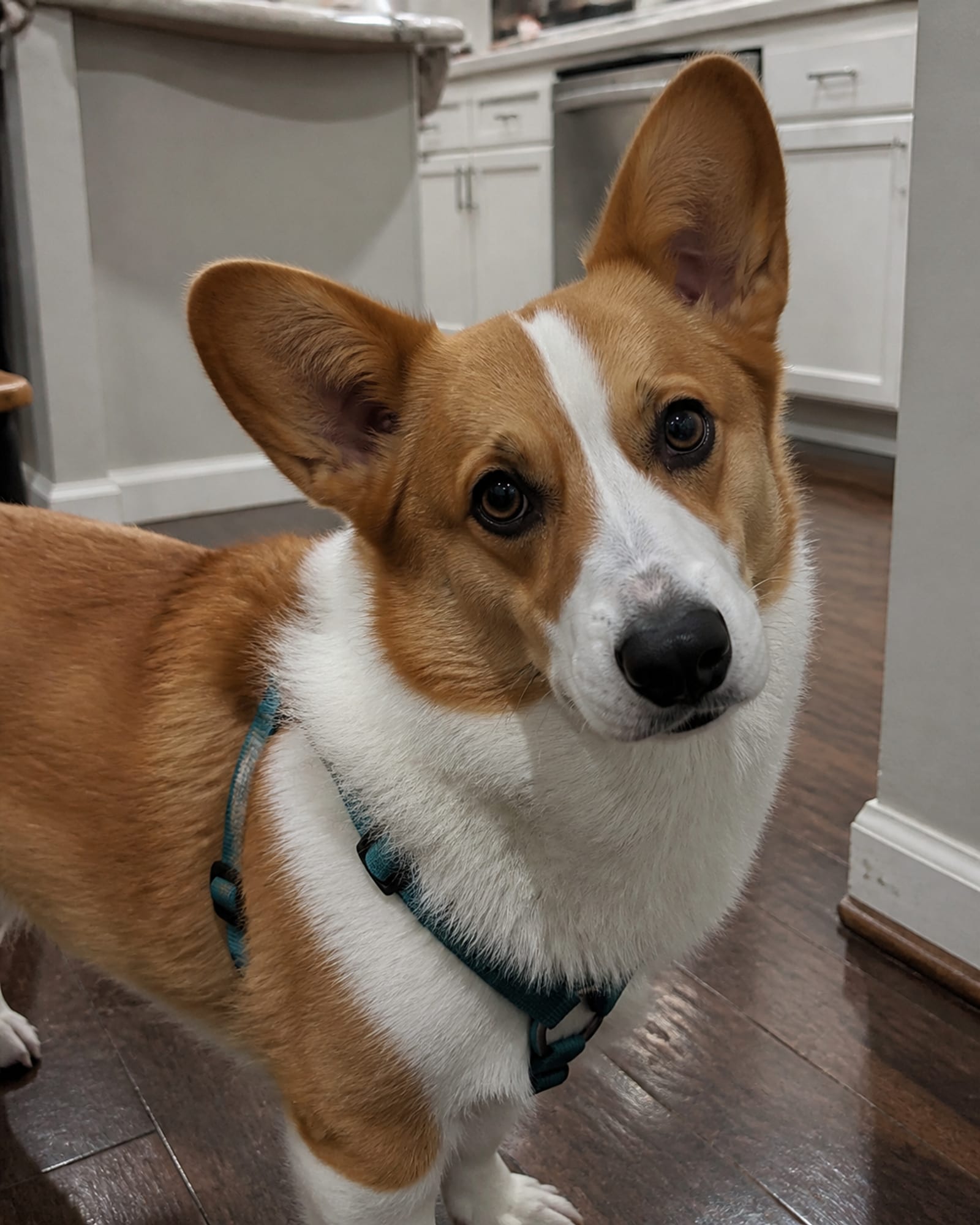 A close vertical of a dog's face turned slightly, ears forward, in Frederick, MD