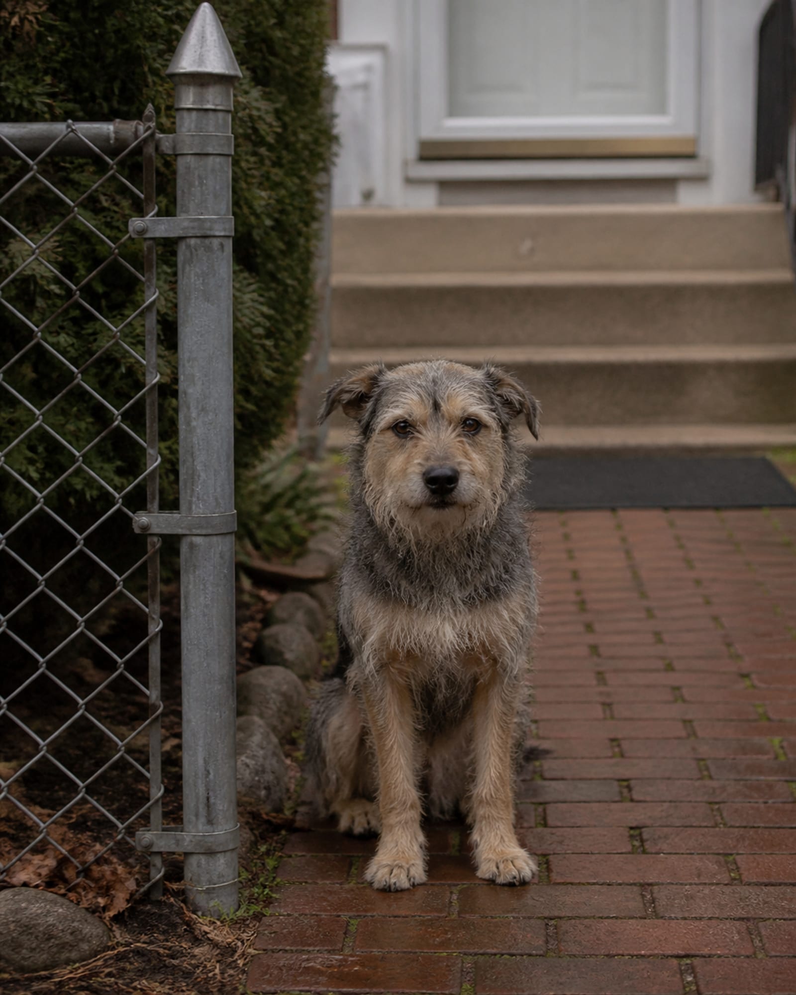 A dog sitting beside a gatepost, upright and calm, in Frederick, MD