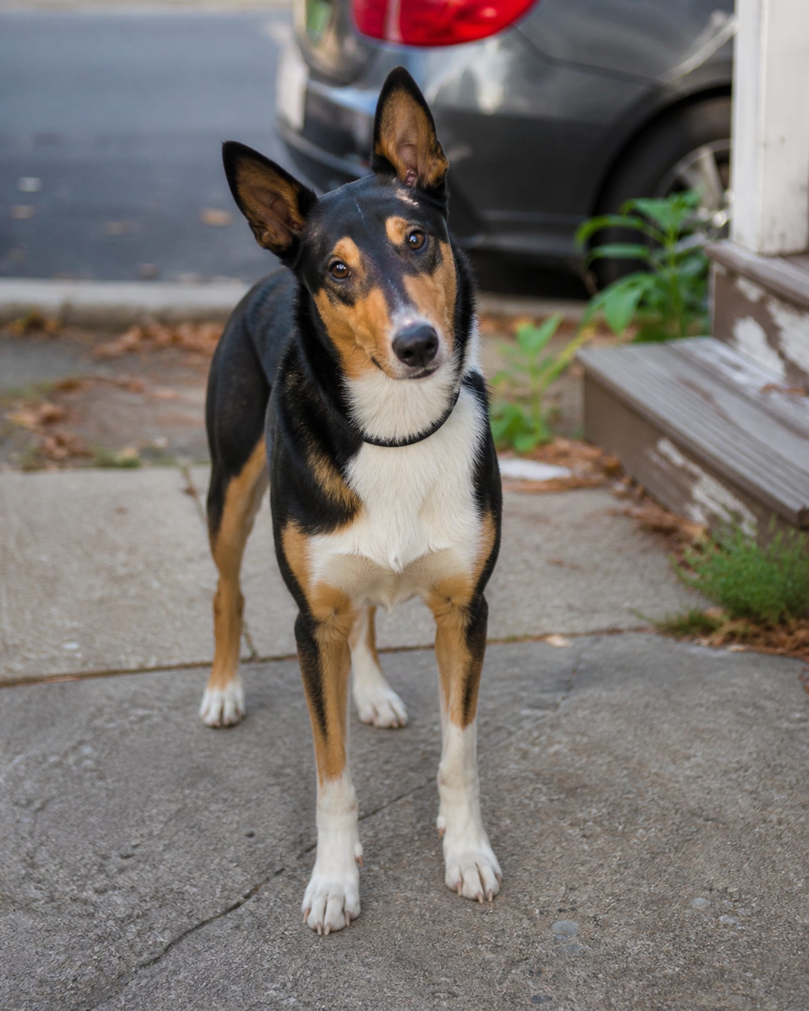 A dog looking up and holding eye contact, shot from just above, in Fulton, MD
