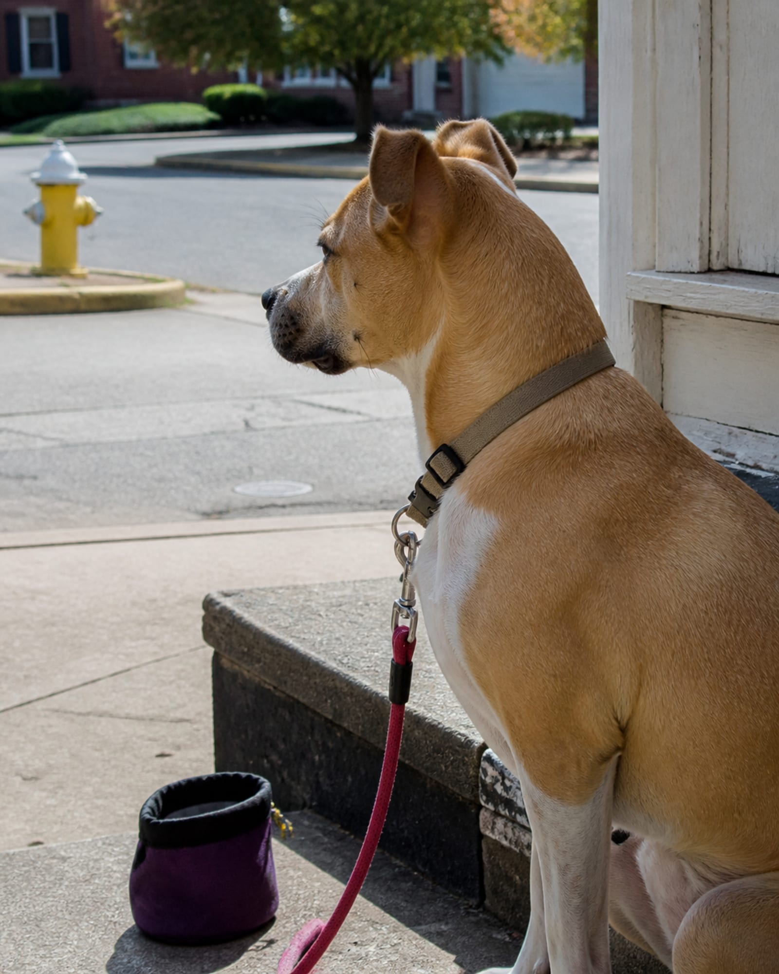 A dog sitting on a stoop watching the street, in Fulton, MD
