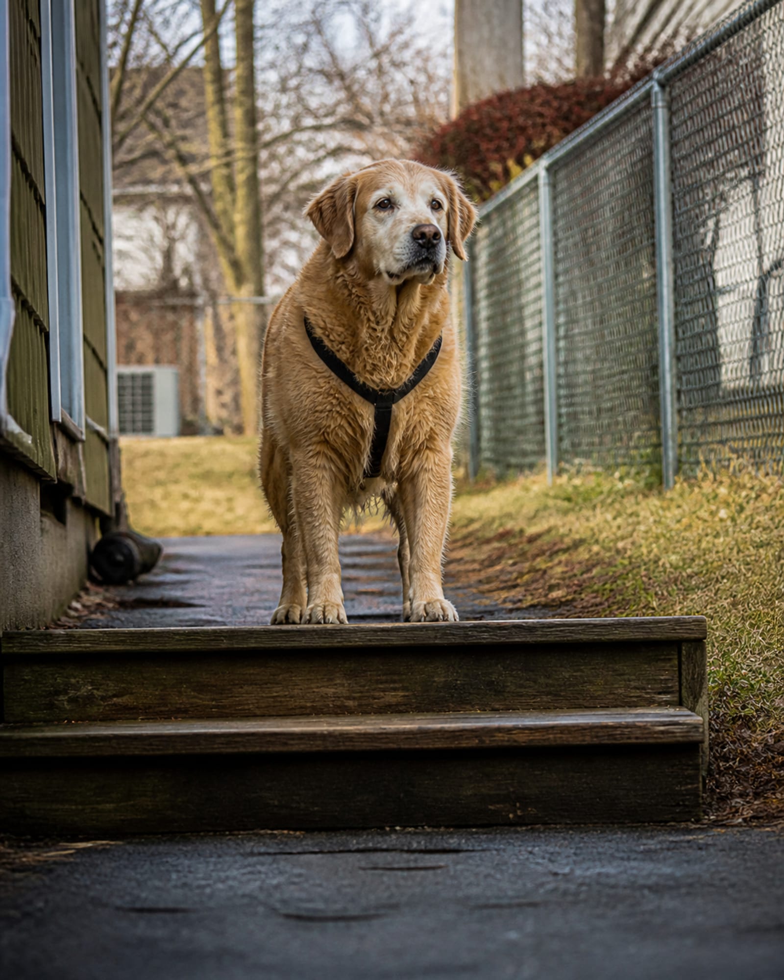 A dog standing at the top of a short flight of steps, in Fulton, MD