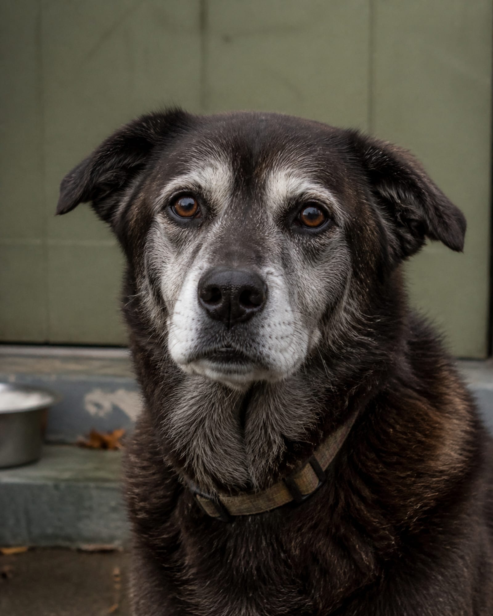 A dog's head and chest filling the frame, collar just visible, in Gaithersburg, MD