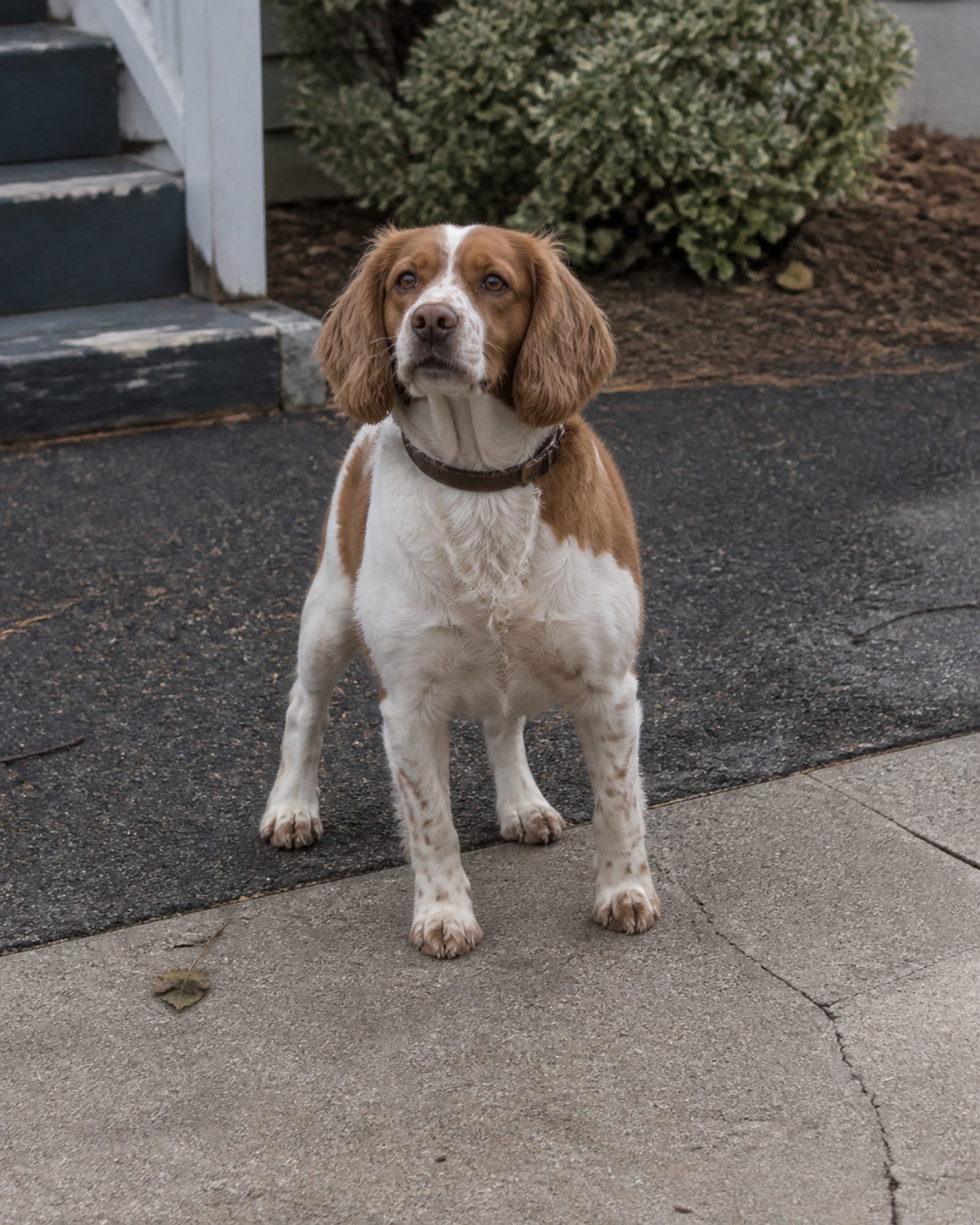 A dog standing square and settled, seen full body from the front, head up, in Gaithersburg, MD