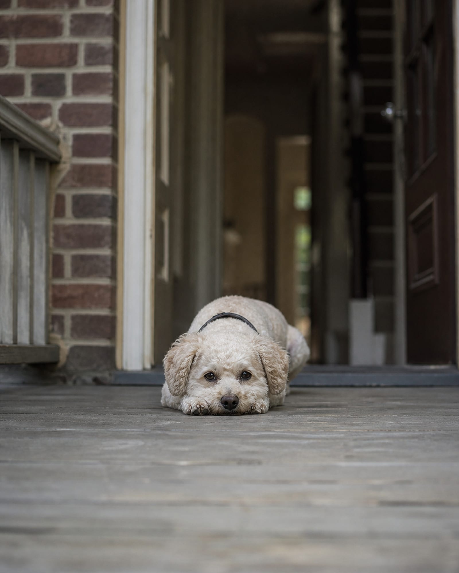 A dog in a down with its chin resting on its paws, shot from the front, in Germantown, MD