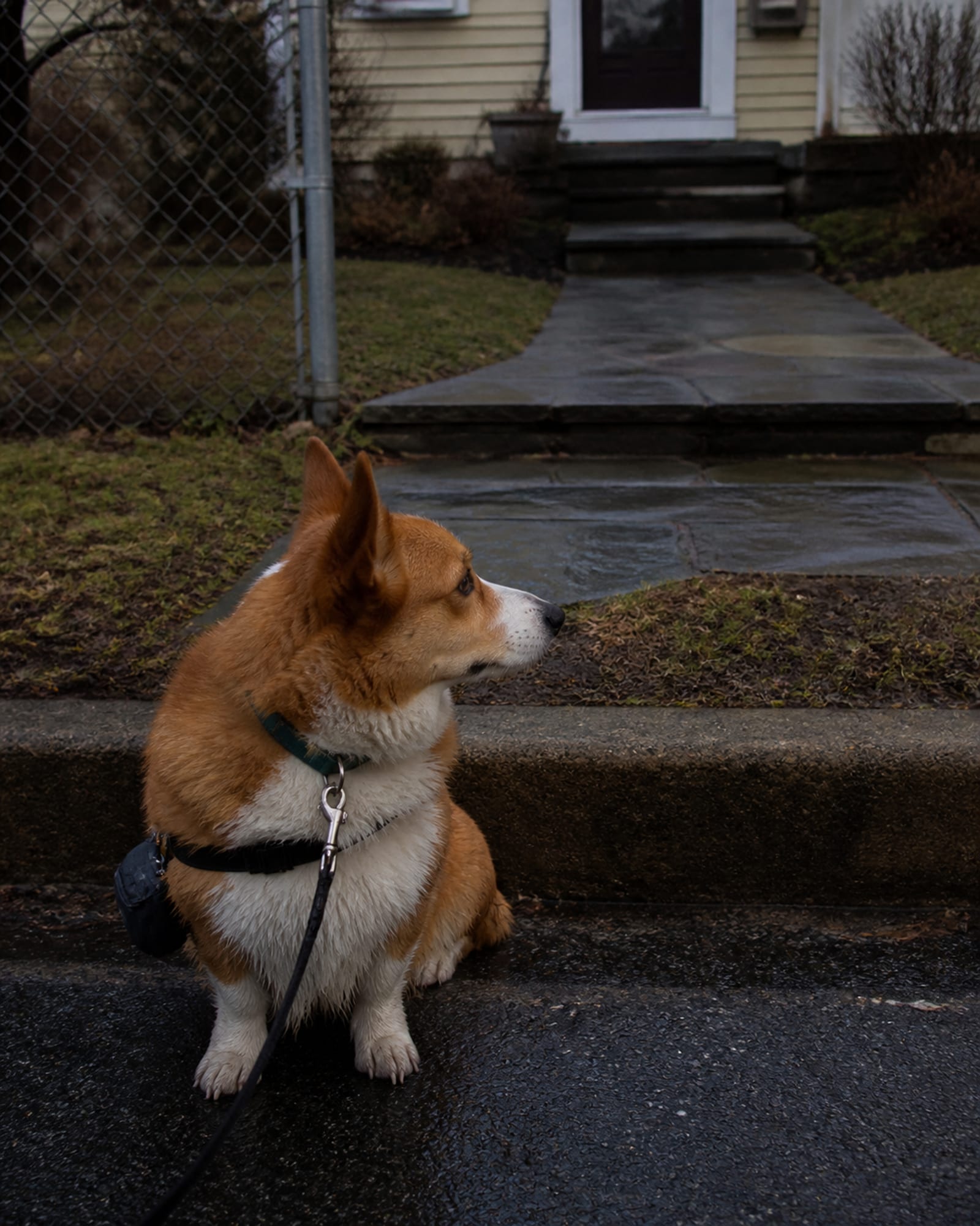 A dog sitting at a curb edge waiting to cross, in Germantown, MD