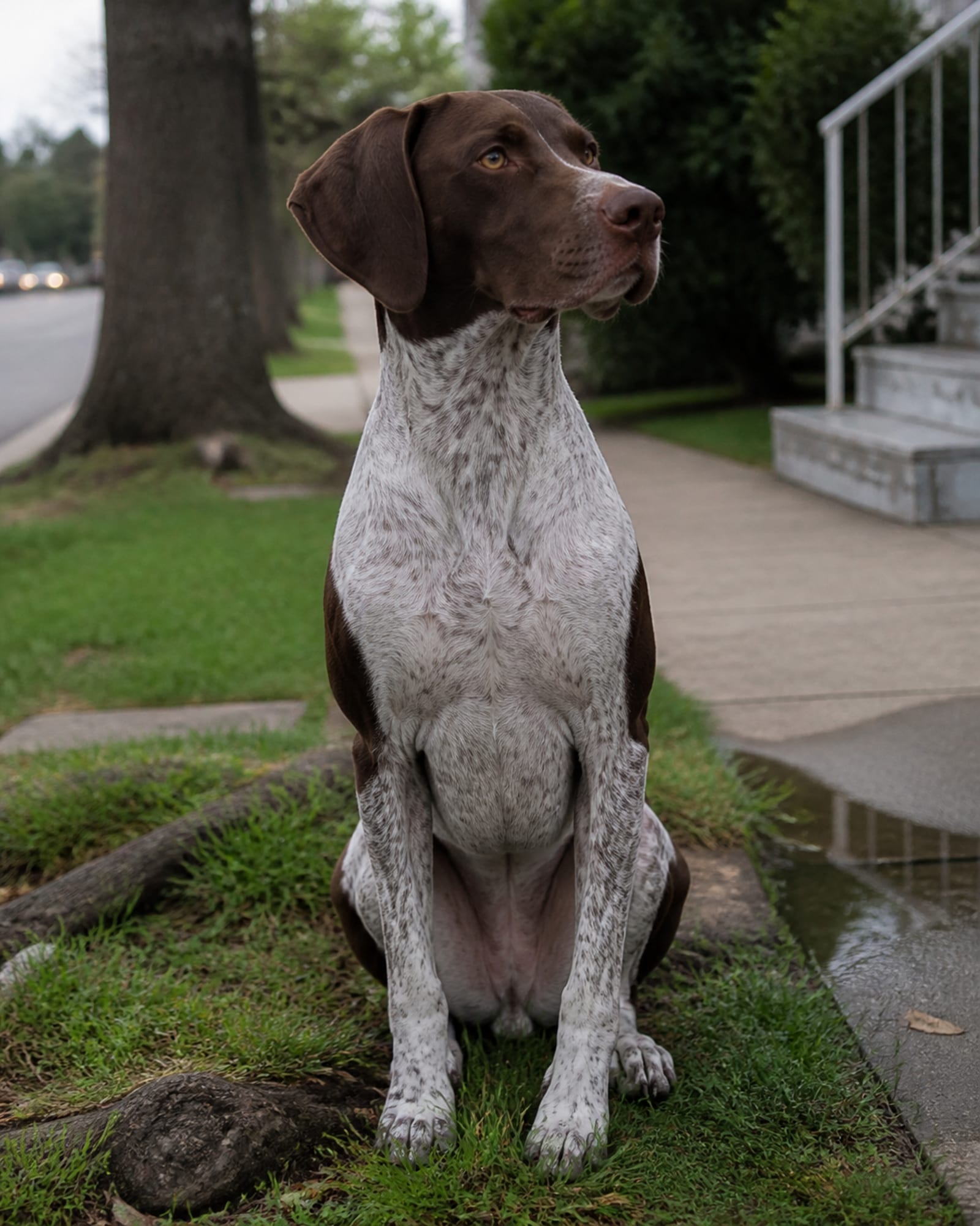 A dog sitting upright and attentive, shoulders square to camera, in Germantown, MD