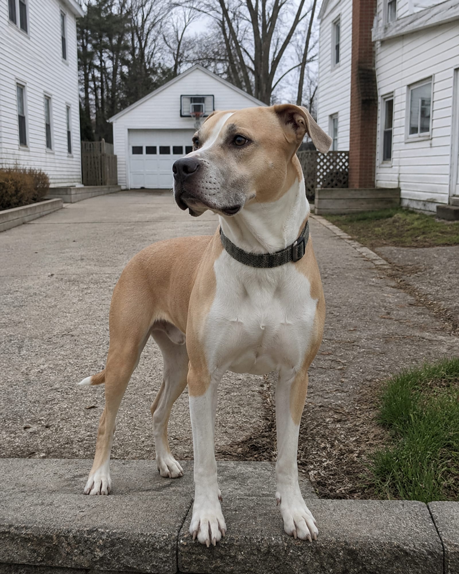 A dog standing on a low step so it fills the height of the frame, in Glen Burnie, MD
