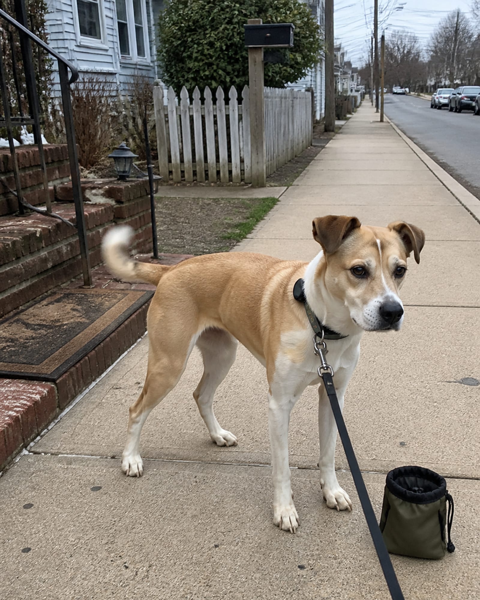A dog standing on a sidewalk with the street receding behind it, in Glen Burnie, MD