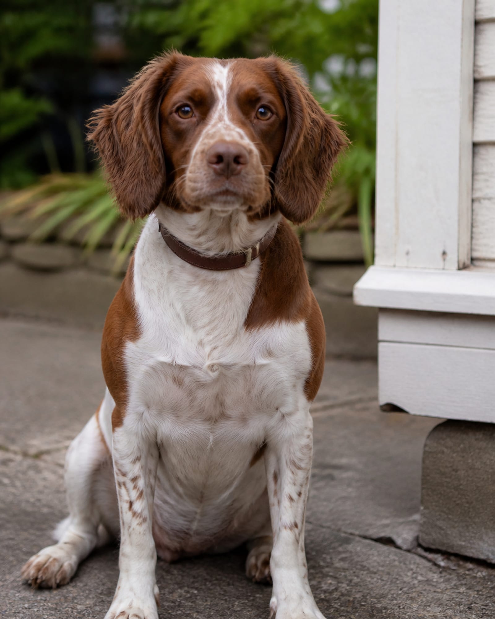 A tight vertical of a dog sitting, front legs straight, chest square, in Glen Burnie, MD