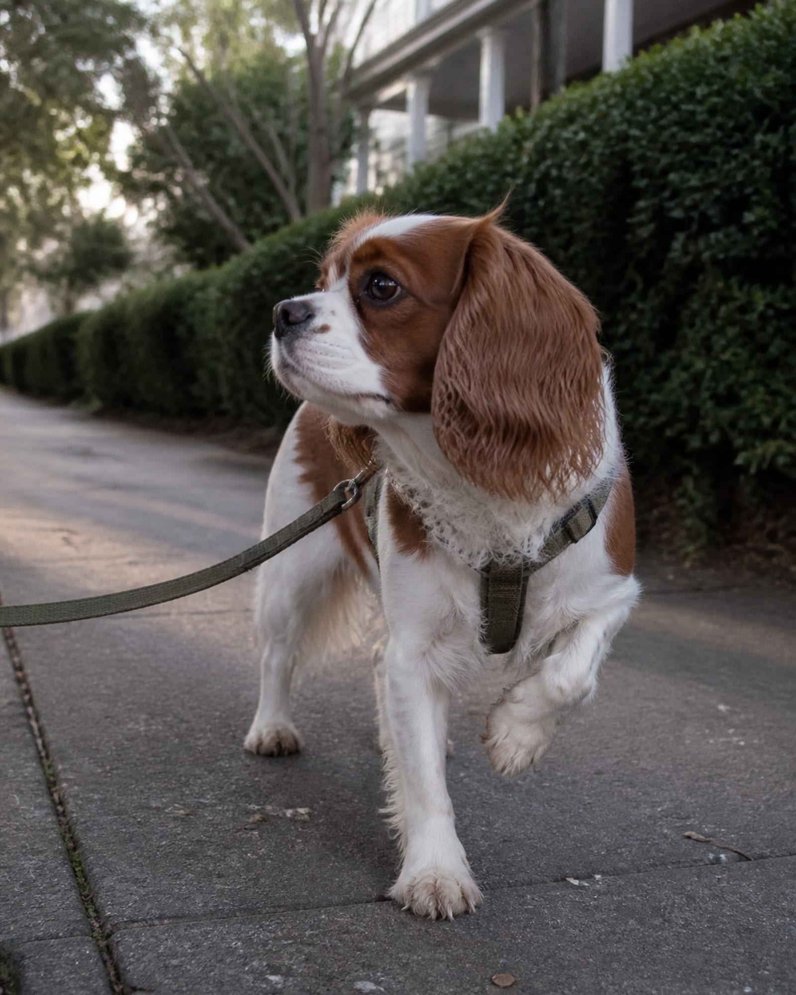 A dog pausing mid stride on a pavement, one paw lifted, in Greenbelt, MD