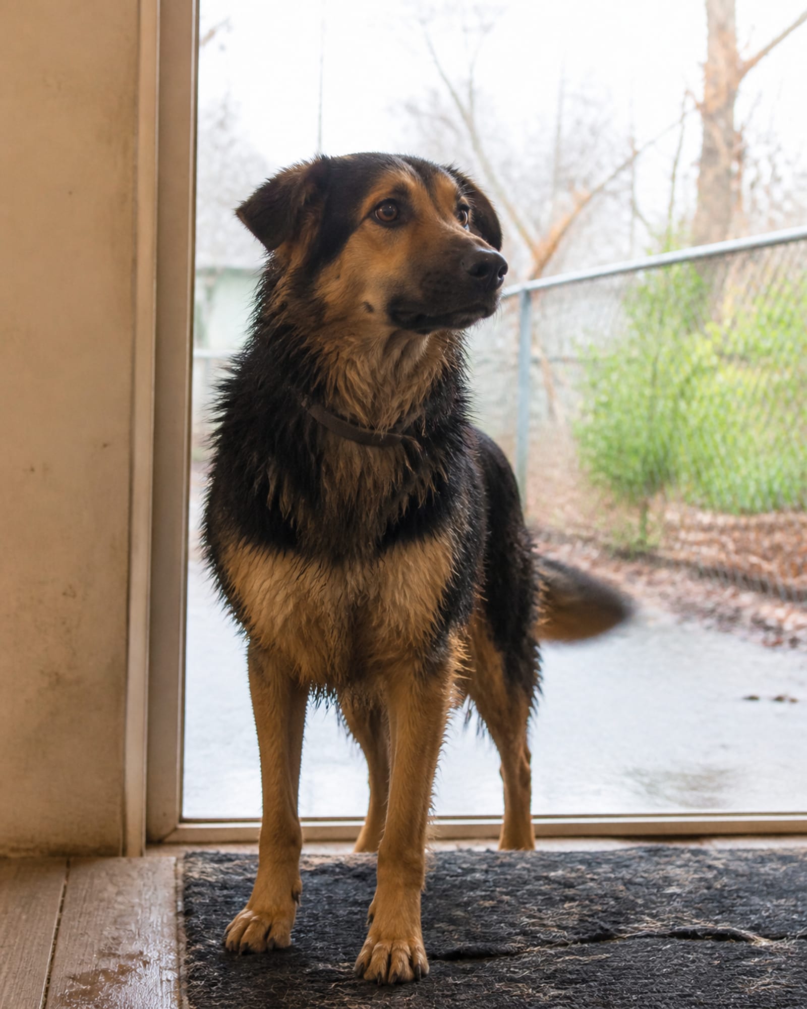 A dog watching intently off camera, head tilted a fraction, in Greenbelt, MD