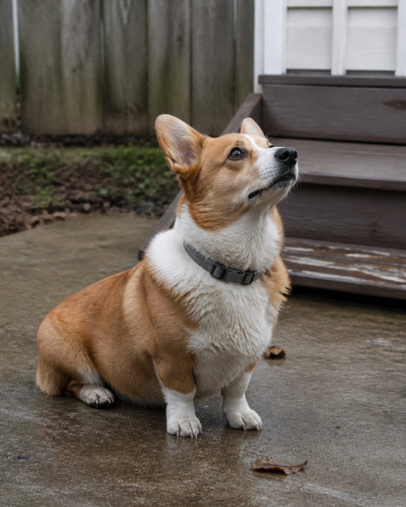 A dog sitting at the foot of steps, looking up out of frame, in Hagerstown, MD