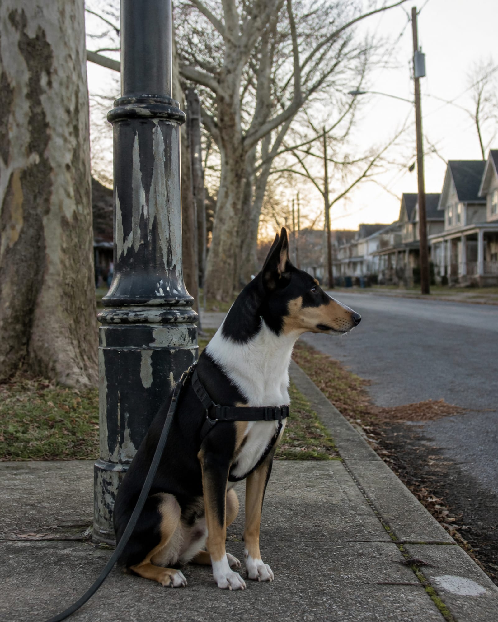 A dog sitting square beside a lamp post, in Hagerstown, MD