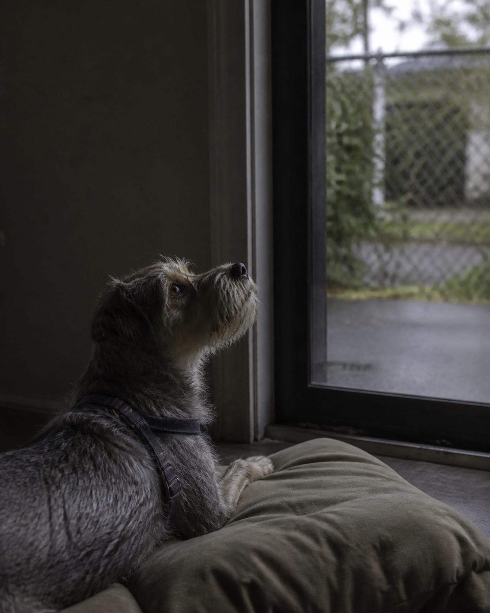 A dog looking up from a down, chin low, eyes raised, in Havre de Grace, MD
