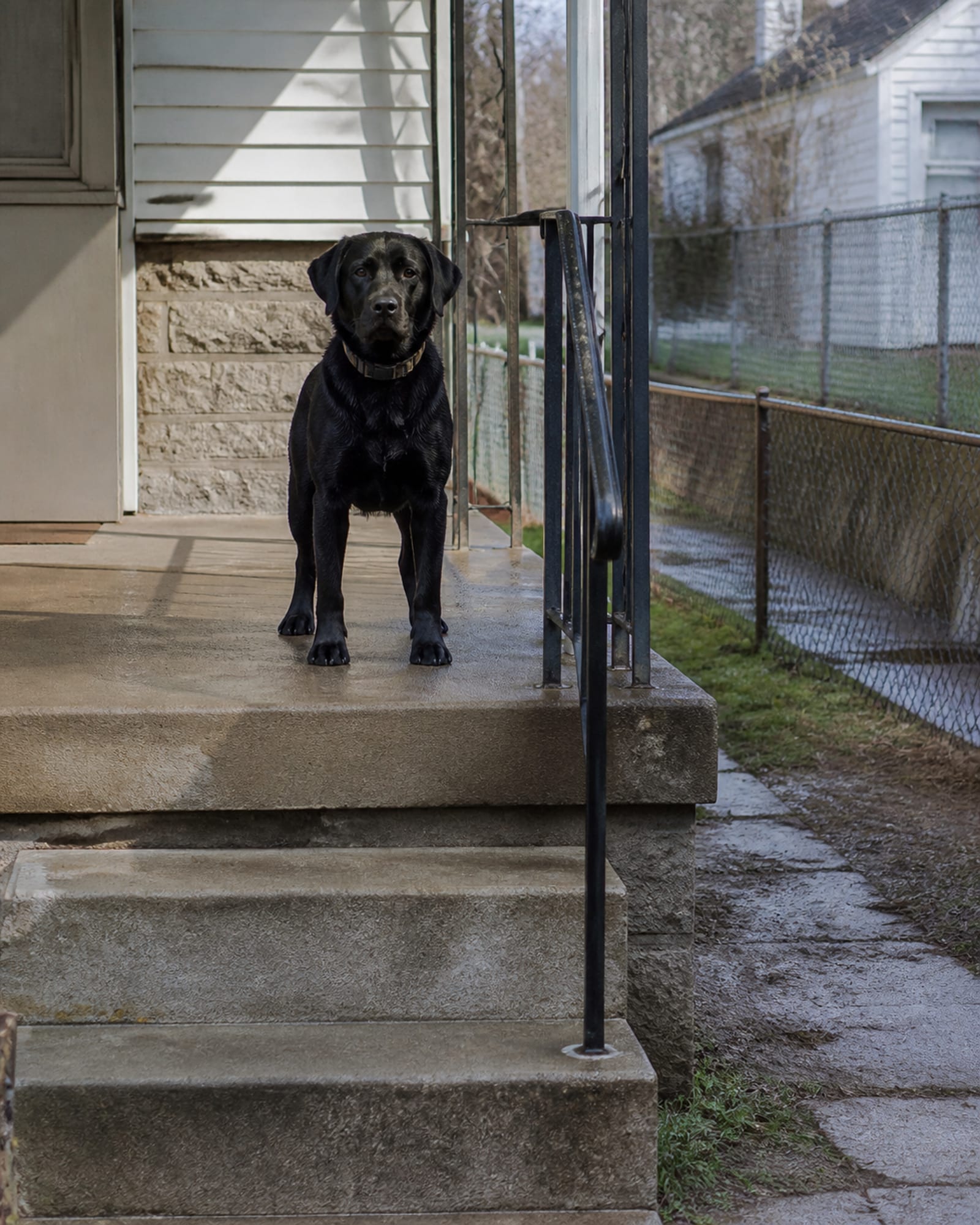 A dog standing alert with its weight even, tail neutral, in Havre de Grace, MD