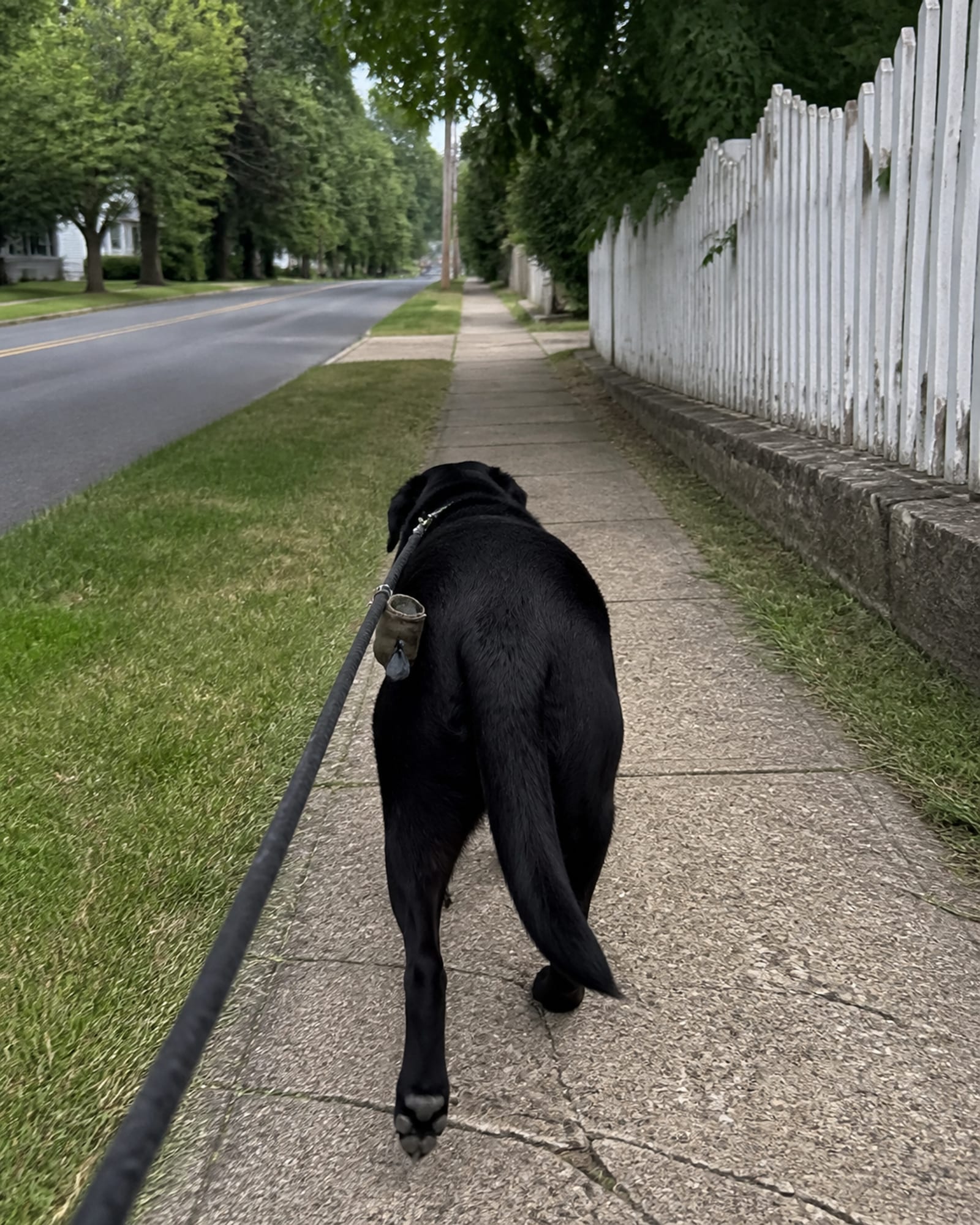 A dog walking away from camera down a pavement, seen from behind, in Havre de Grace, MD