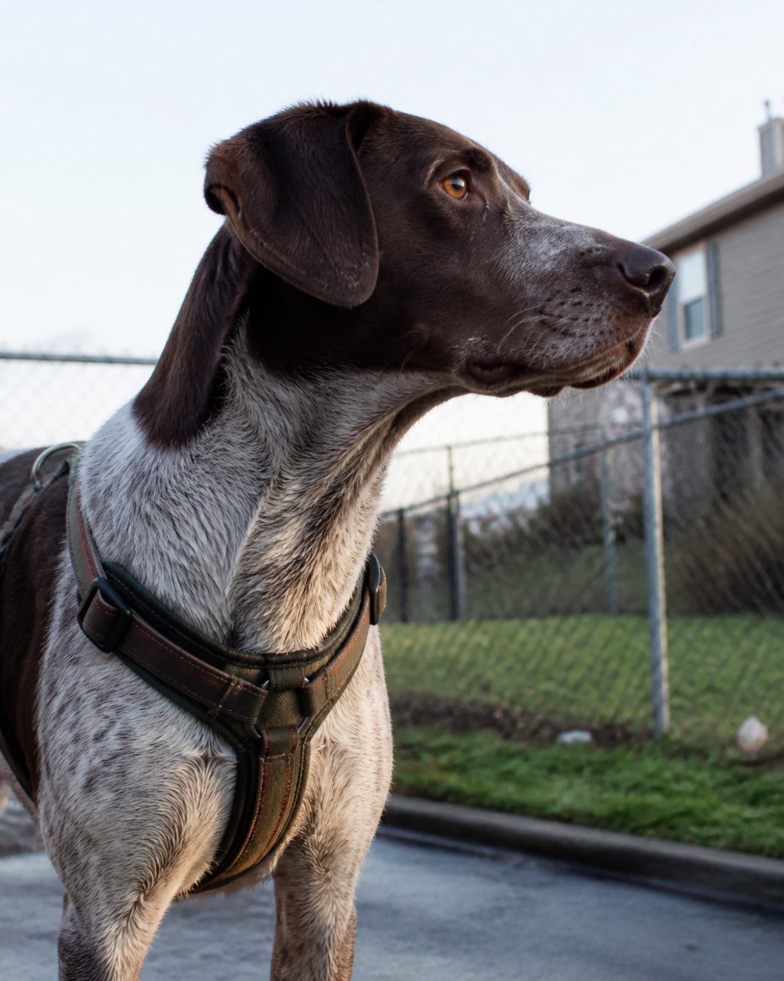 A close vertical of a dog's profile, muzzle to chest, in Jessup, MD