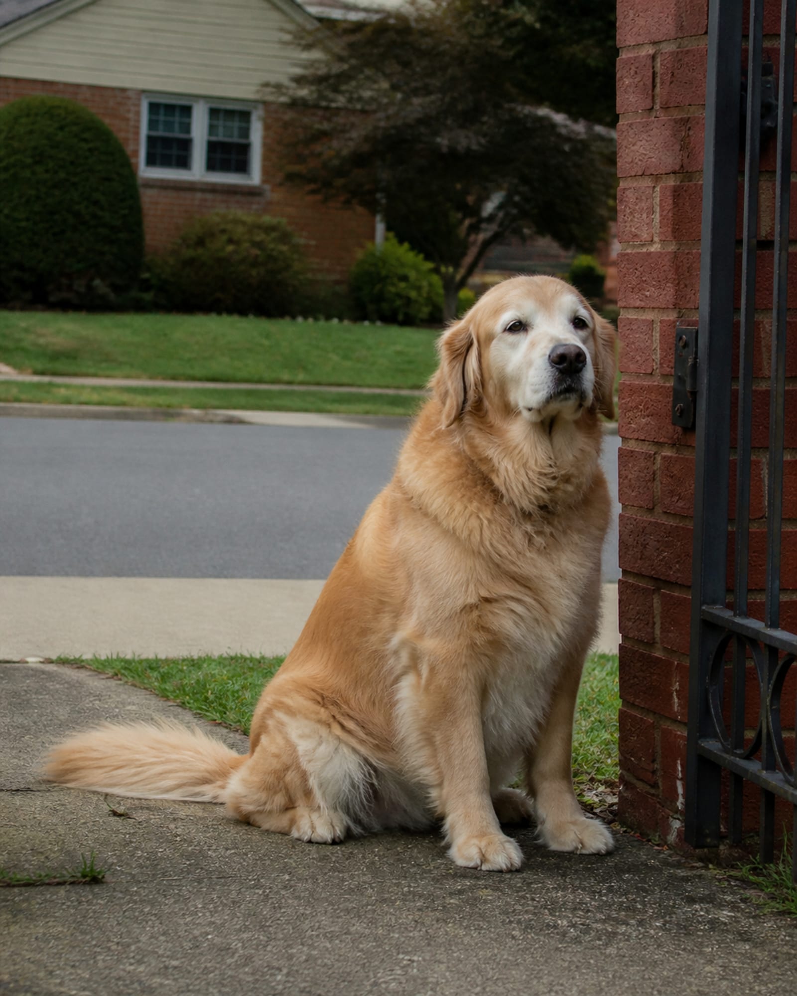A dog sitting beside a gatepost, upright and calm, in Jessup, MD