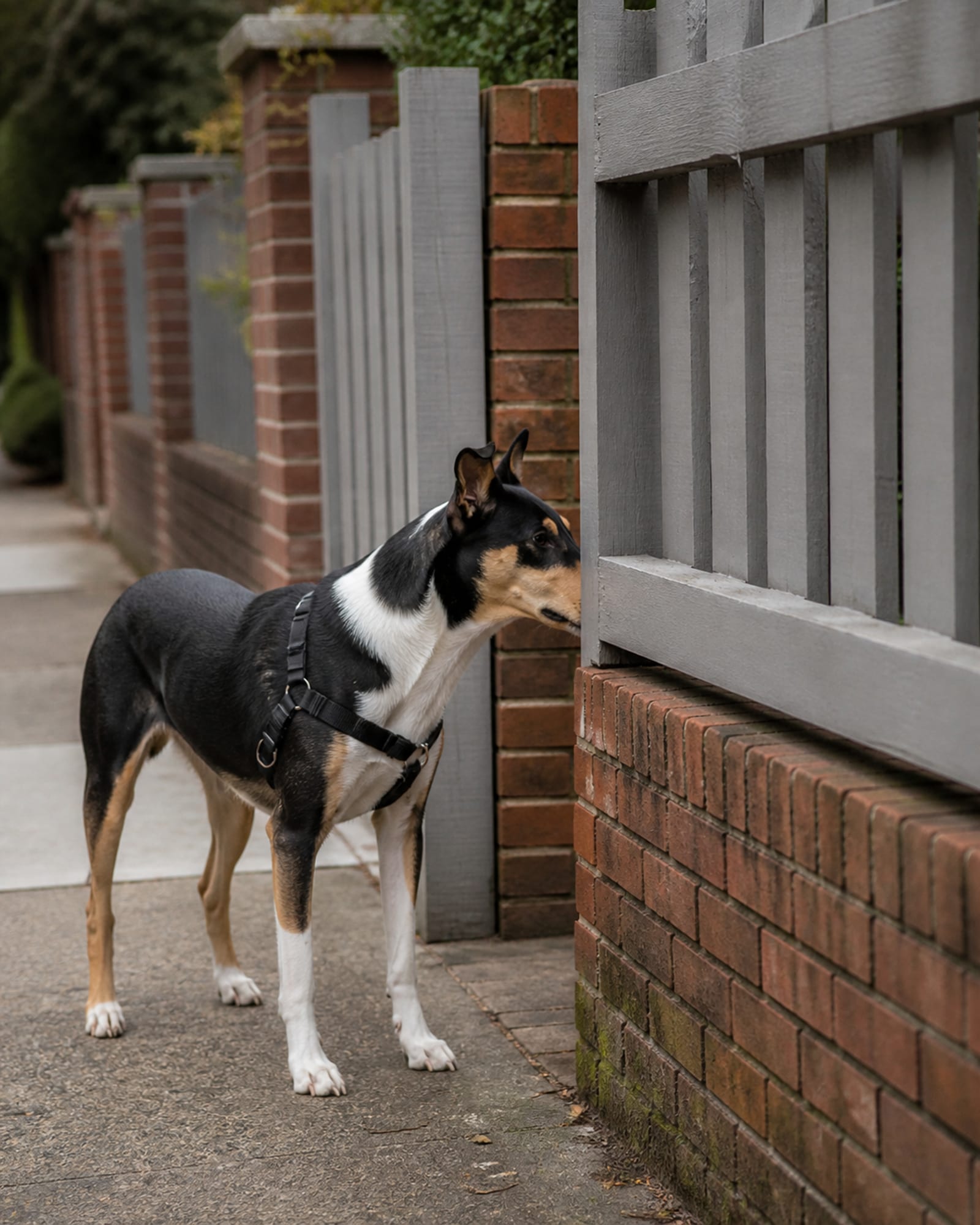 A dog standing beside a fence line, nose to a gap, in Jessup, MD