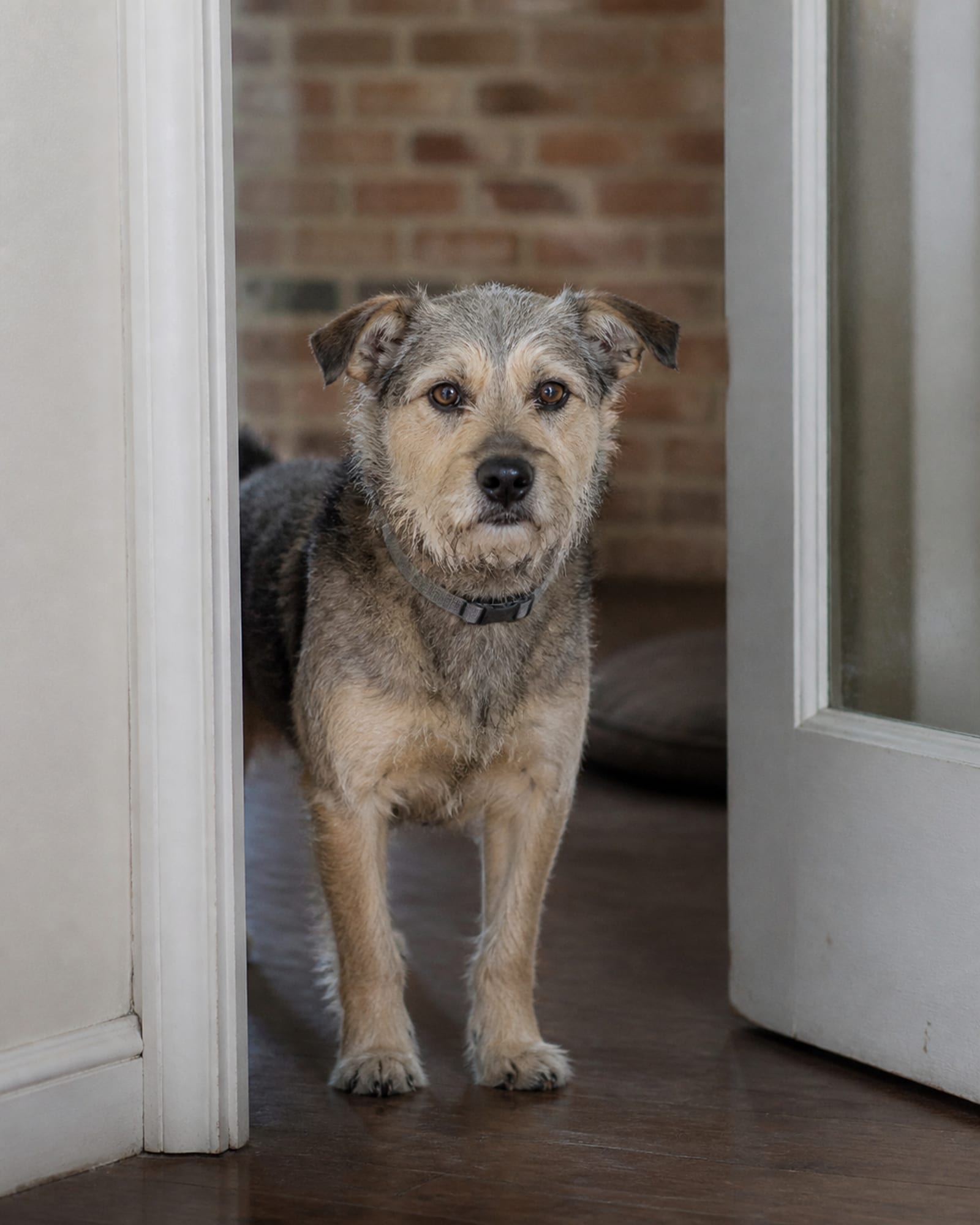 A dog's head framed in a doorway, body out of focus behind, in Laurel, MD