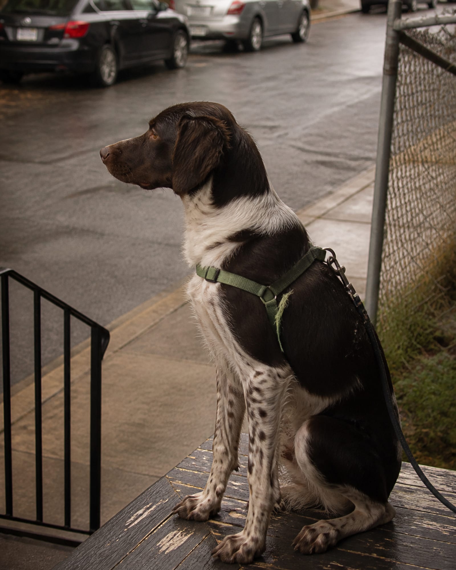 A dog sitting on a stoop watching the street, in Laurel, MD