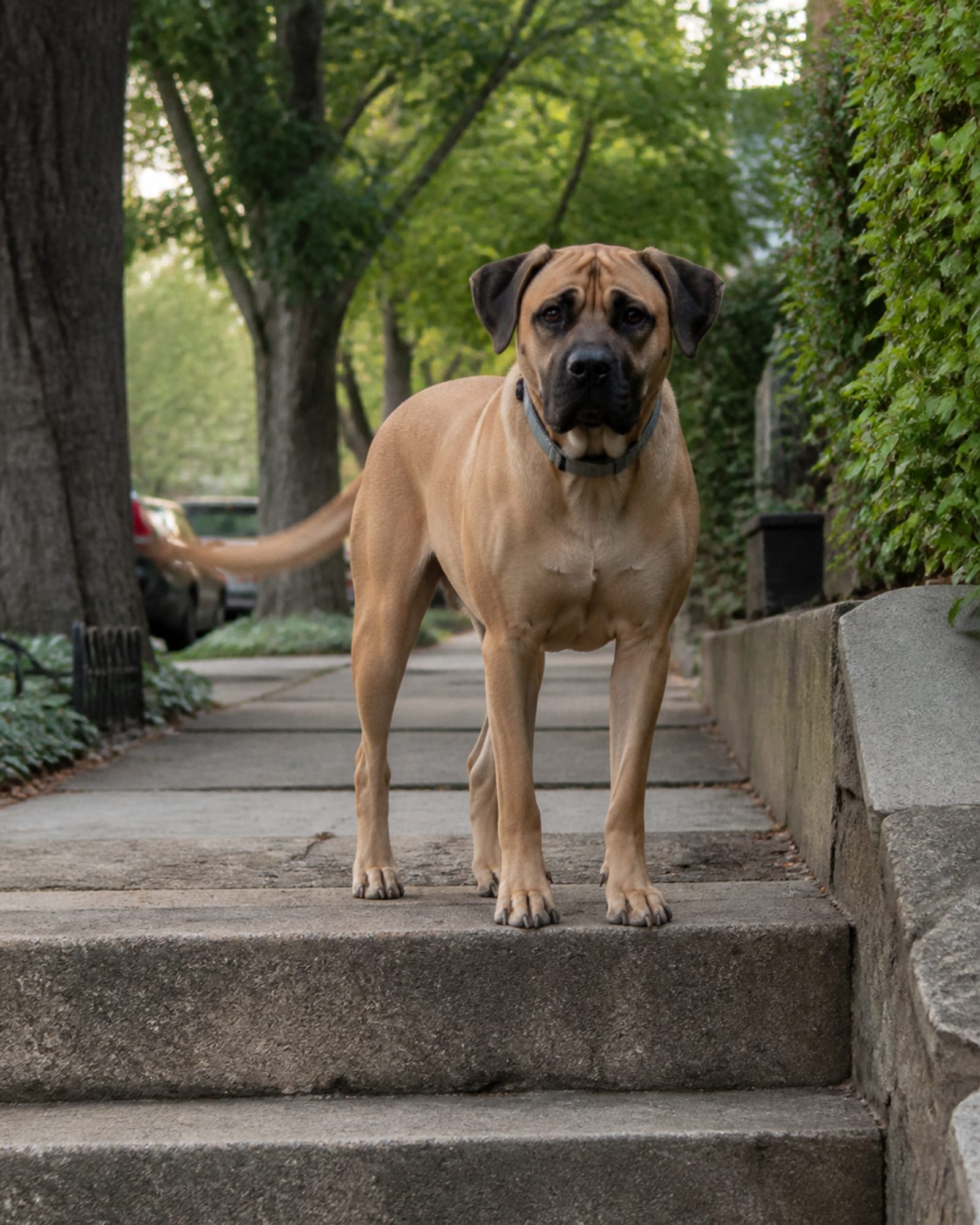 A dog standing at the top of a short flight of steps, in Laurel, MD