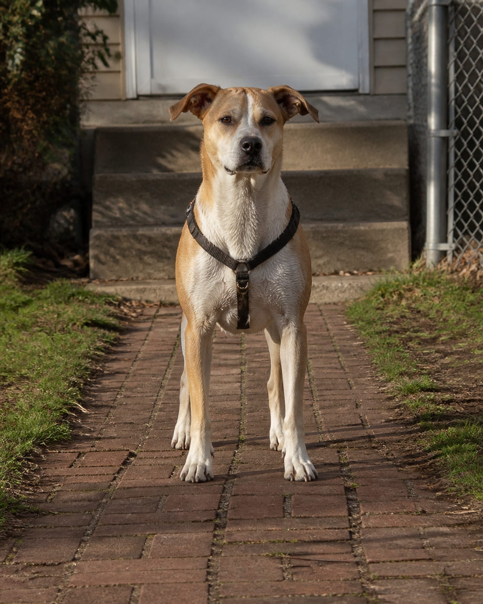 A dog standing square and settled, seen full body from the front, head up, in Linthicum, MD
