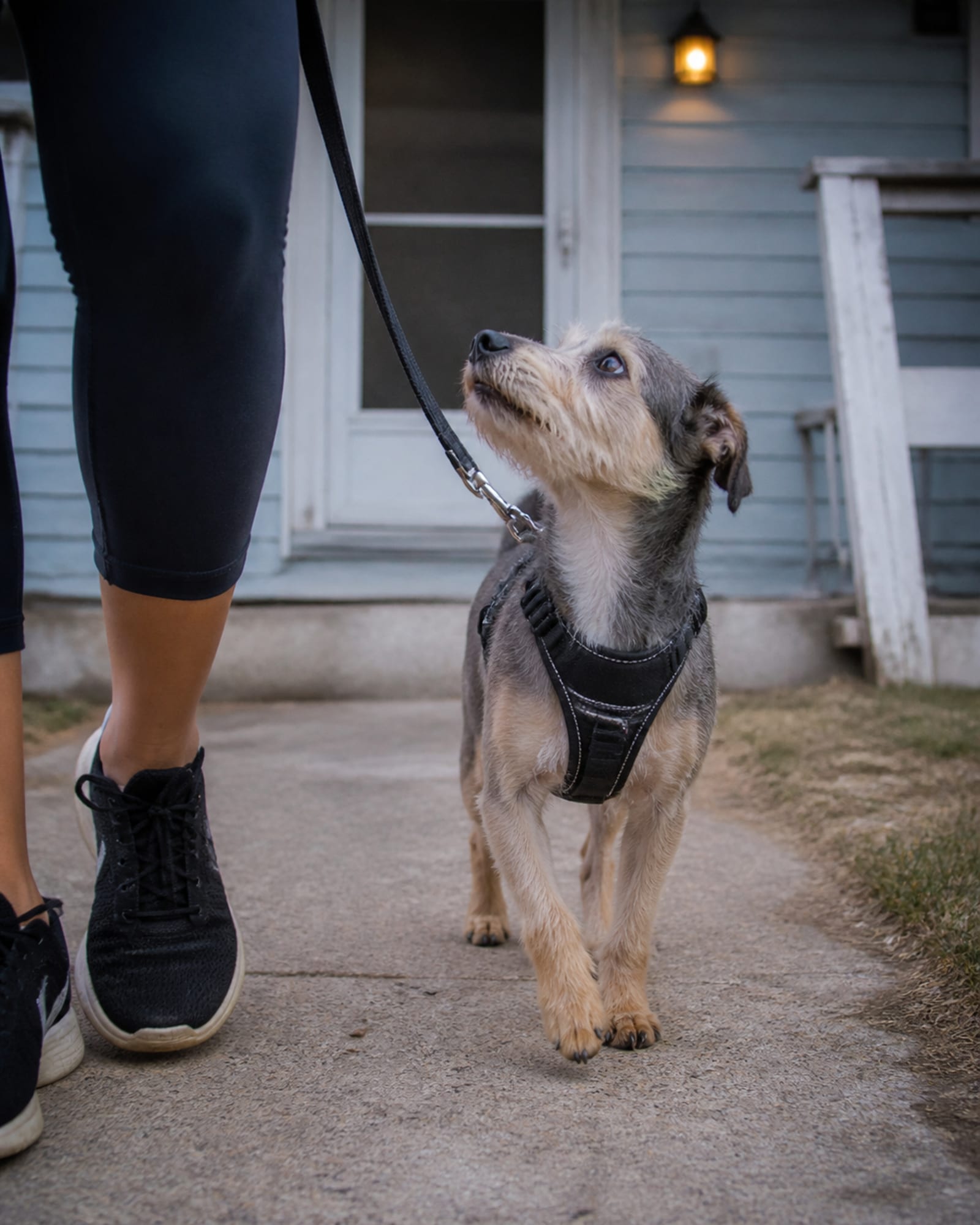 A dog walking at heel beside a handler's lower legs, both cropped at the knee, in Linthicum, MD