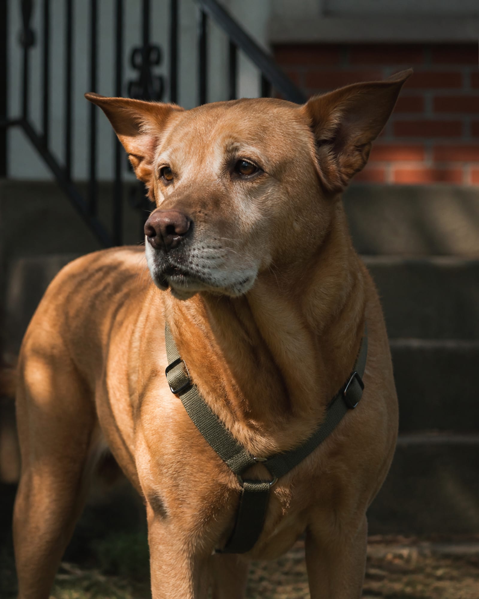 A dog's ears pricked mid alert, head and neck filling the frame, in Lutherville, MD