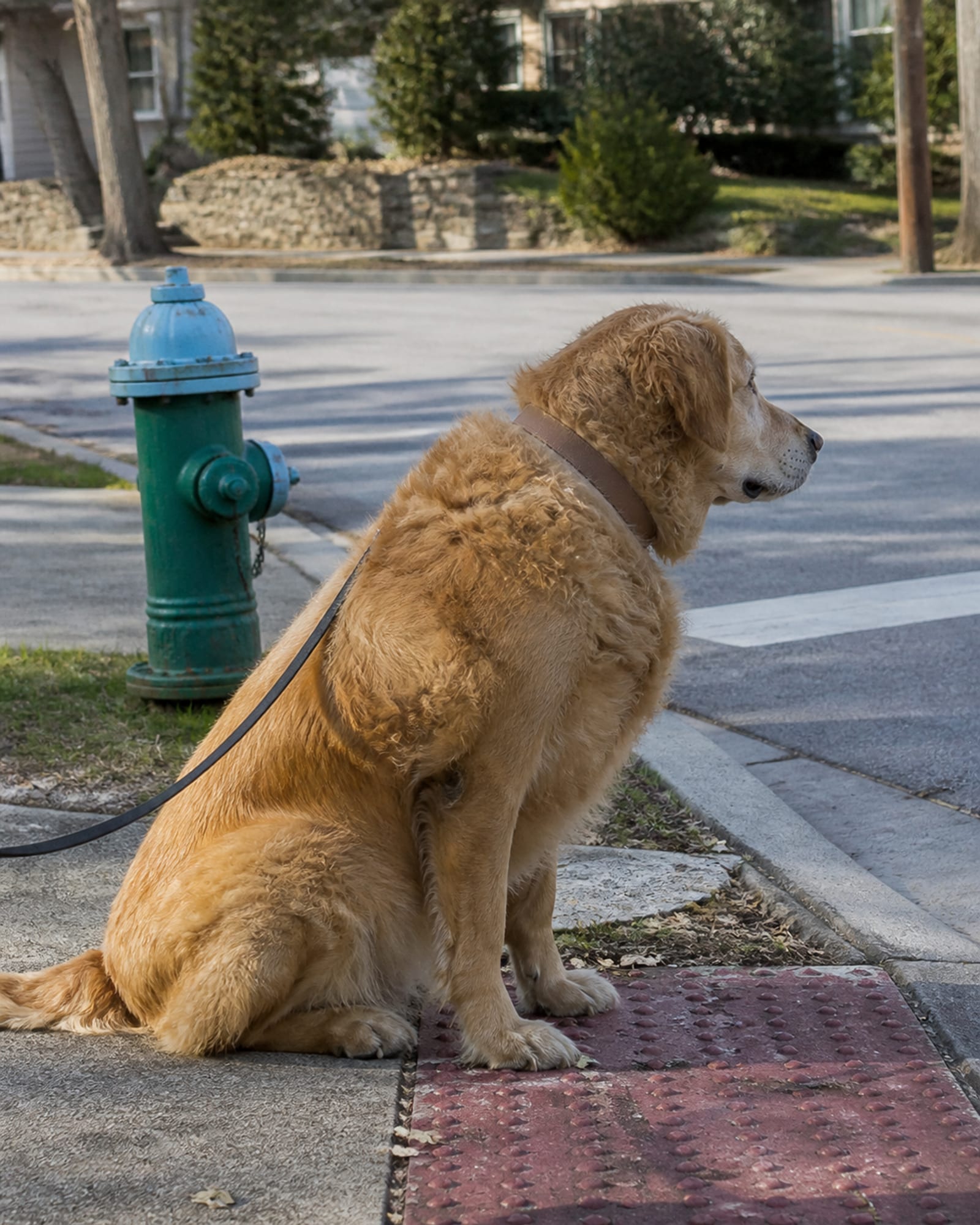 A dog sitting at a curb edge waiting to cross, in Lutherville, MD